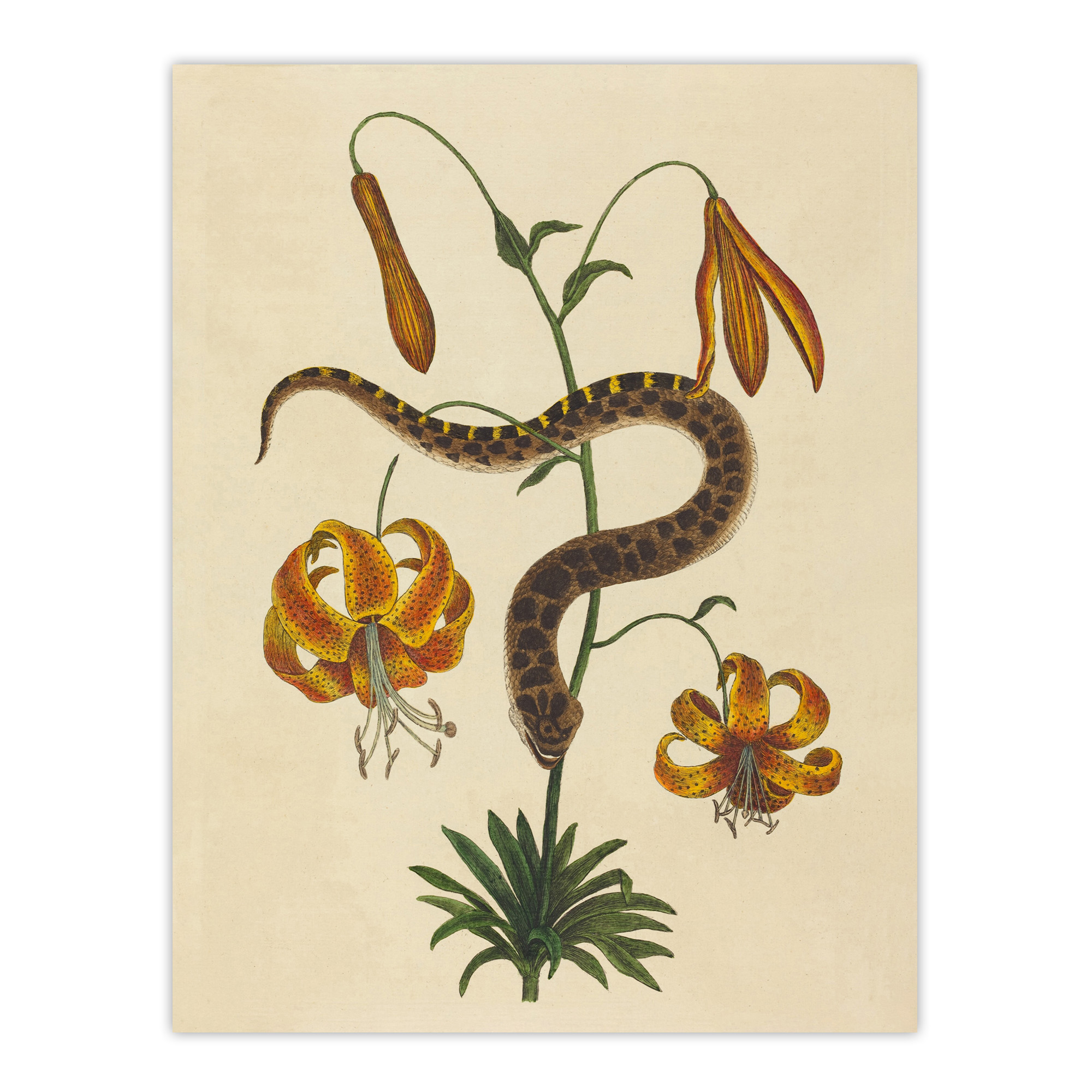 Hog Nose Snake and Tiger Lily Mark Catesby Wall Art Poster Print