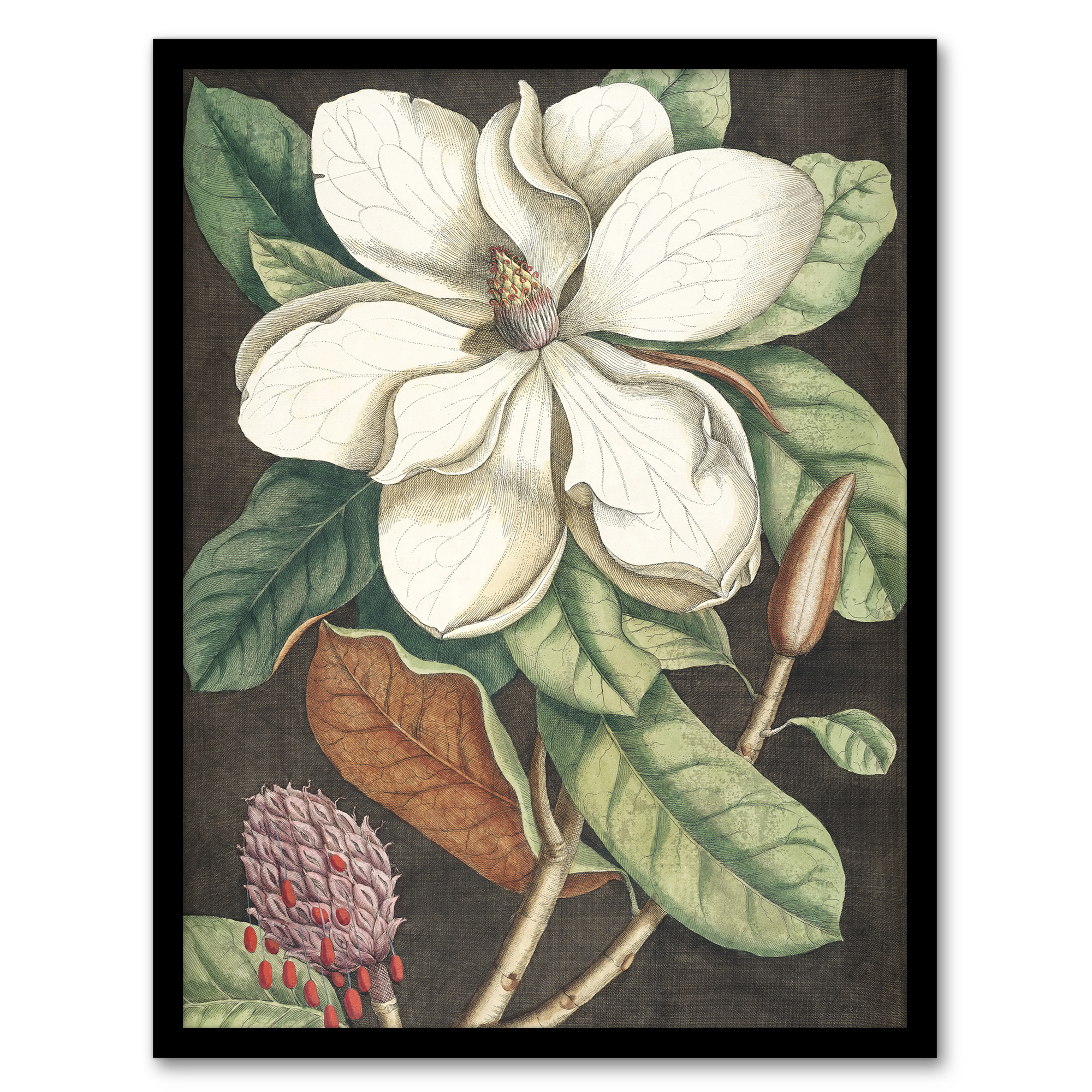 Altissima Flower Laurel Tree Magnolia Catesby Wall Art Poster Print