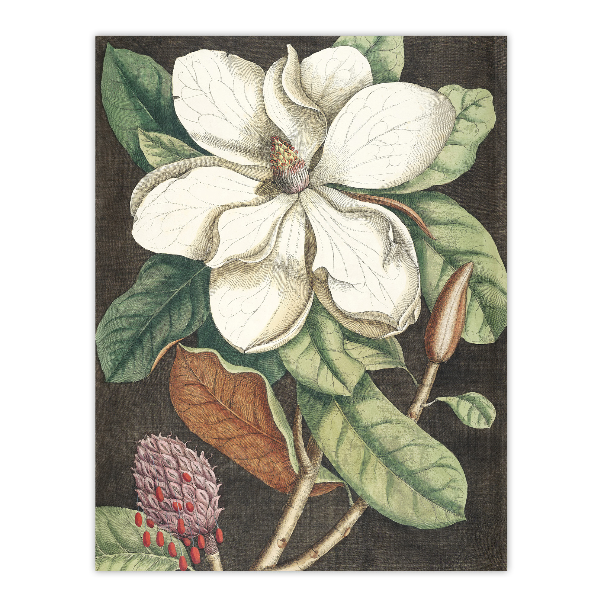 Altissima Flower Laurel Tree Magnolia Catesby Wall Art Poster Print