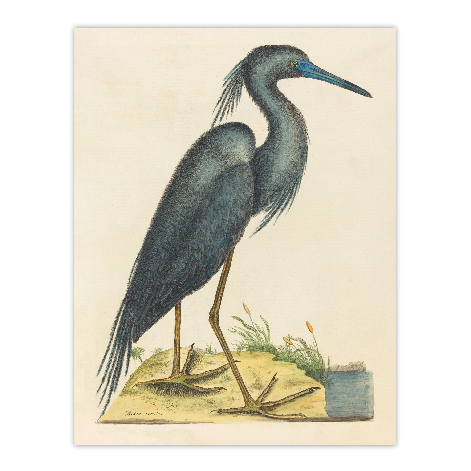 Blue Heron Natural History Illustration Catesby Wall Art Poster Print