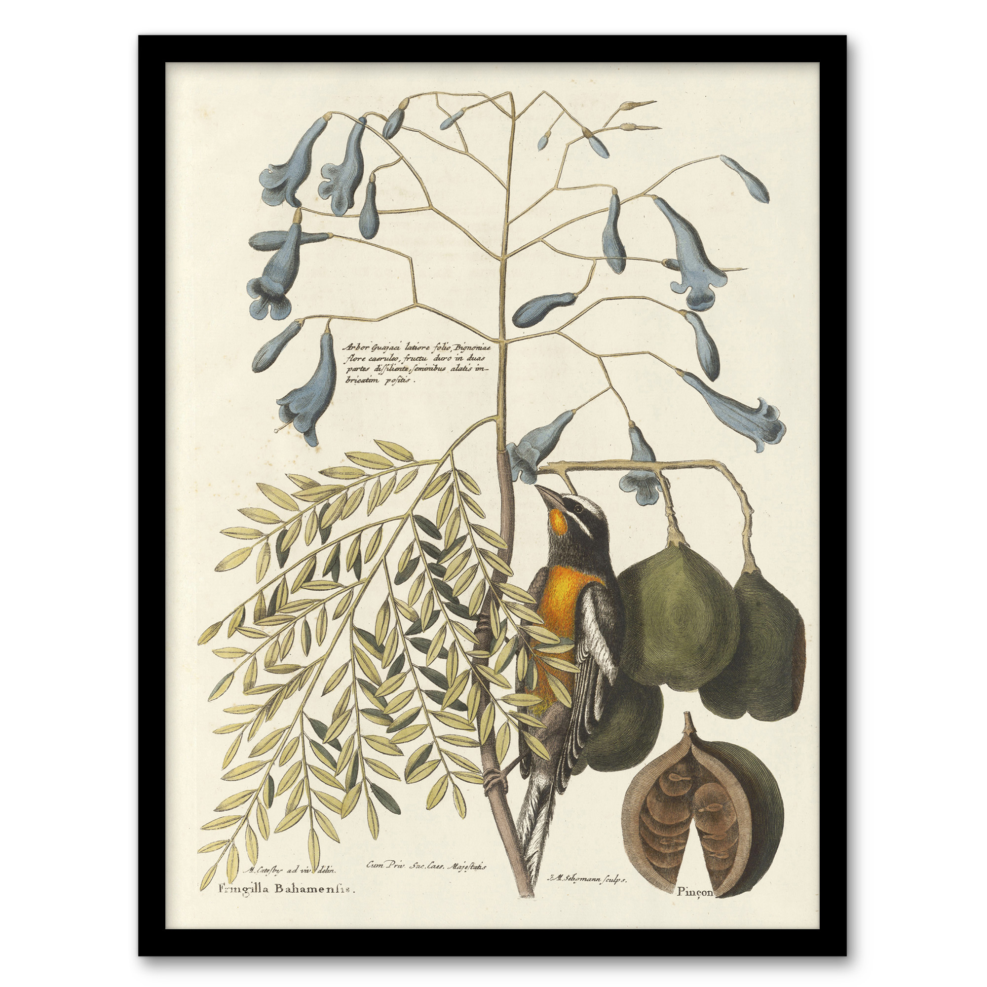 Vintage Bird and Plant Illustration Catesby Framed Wall Art Print A3/A4