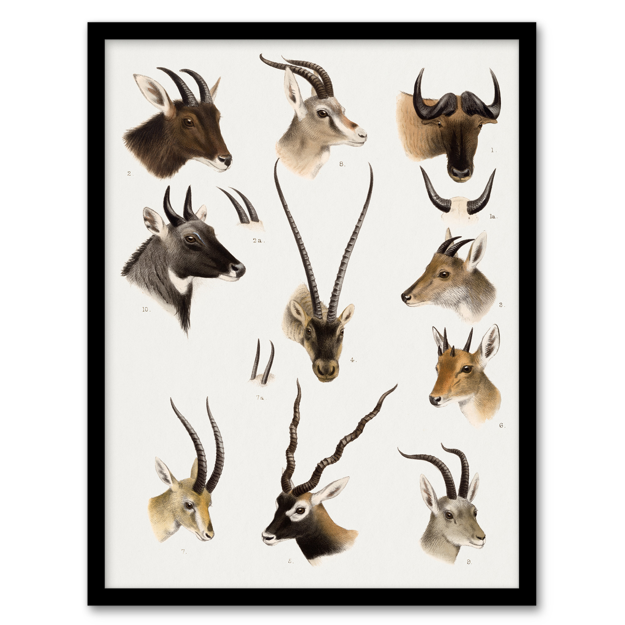 Bovidae Animals Vintage Illustration Lydekker Framed Wall Art Print A3/A4