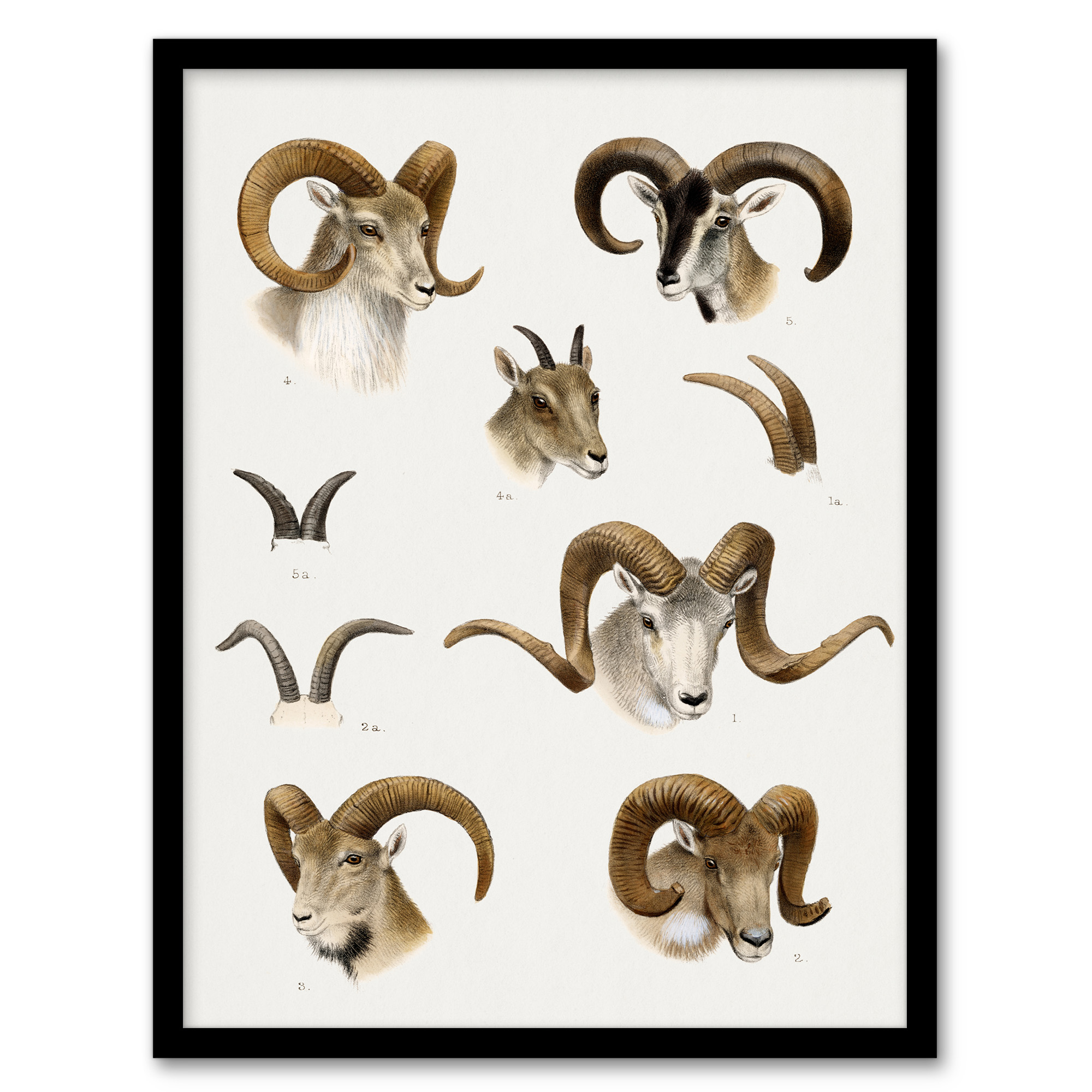 Wild Bovidae Vintage Illustration Lydekker Framed Wall Art Print A3/A4
