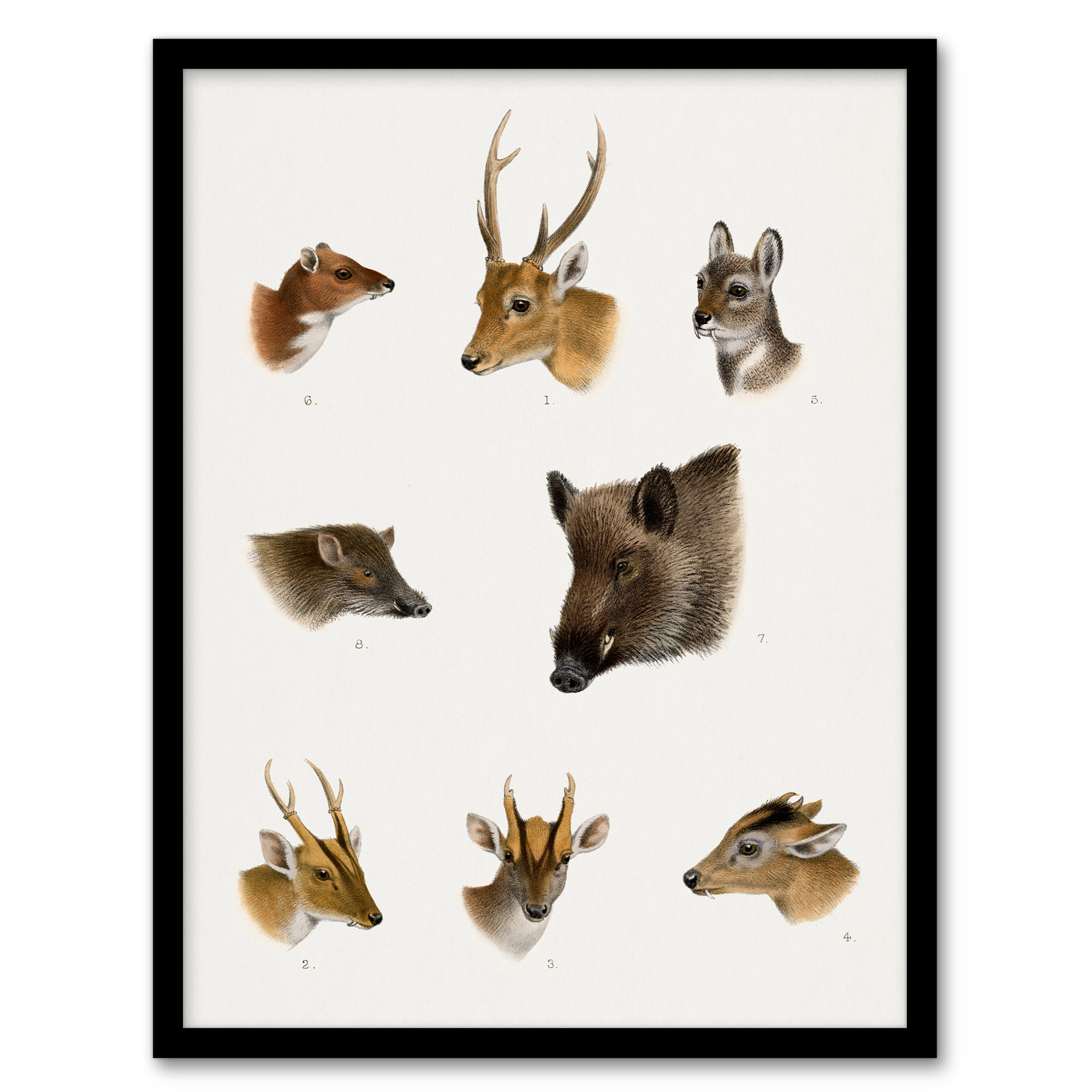 Wildlife Animals Vintage Illustration Lydekker Framed Wall Art Print A3/A4