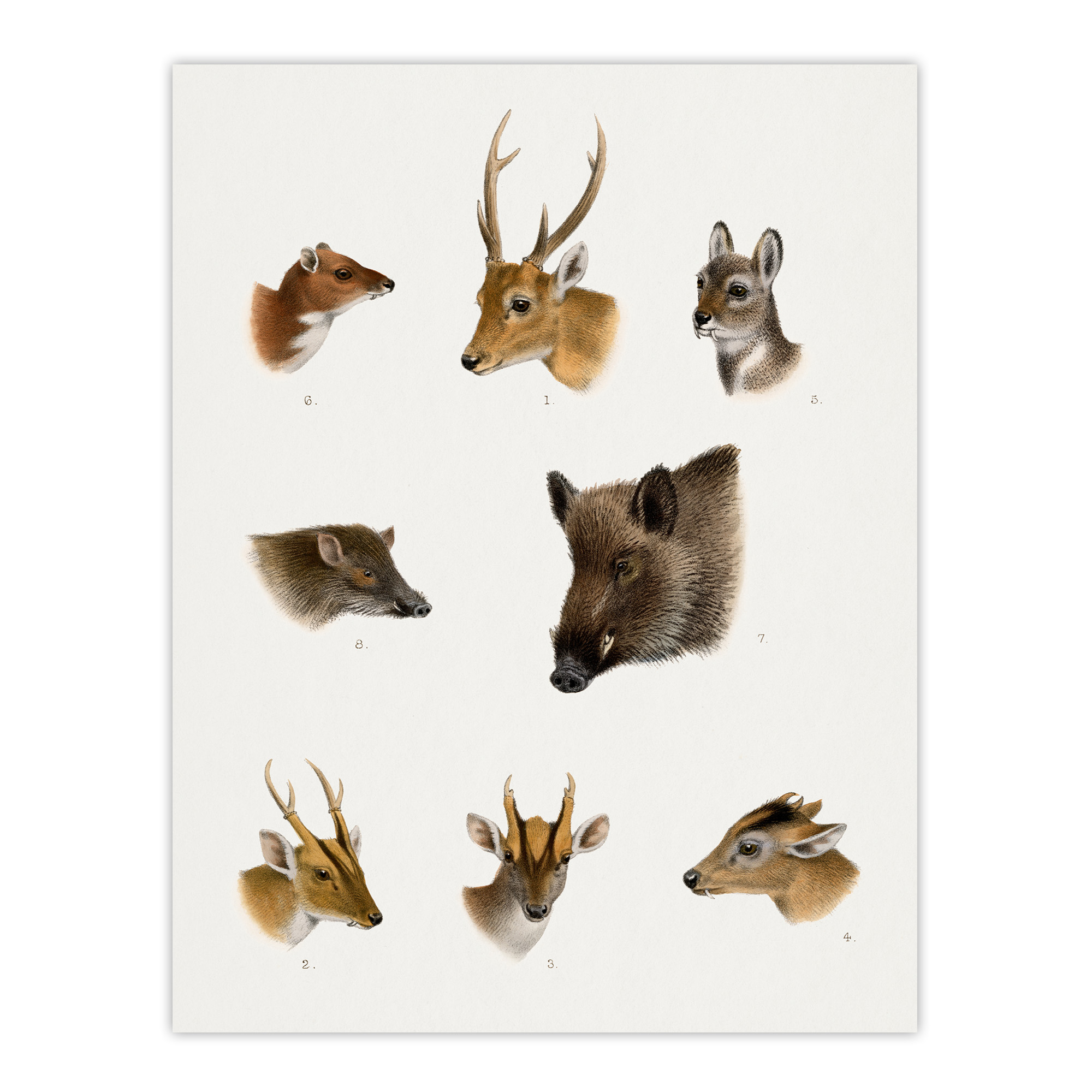Wildlife Animals Vintage Illustration Lydekker Wall Art Poster Print