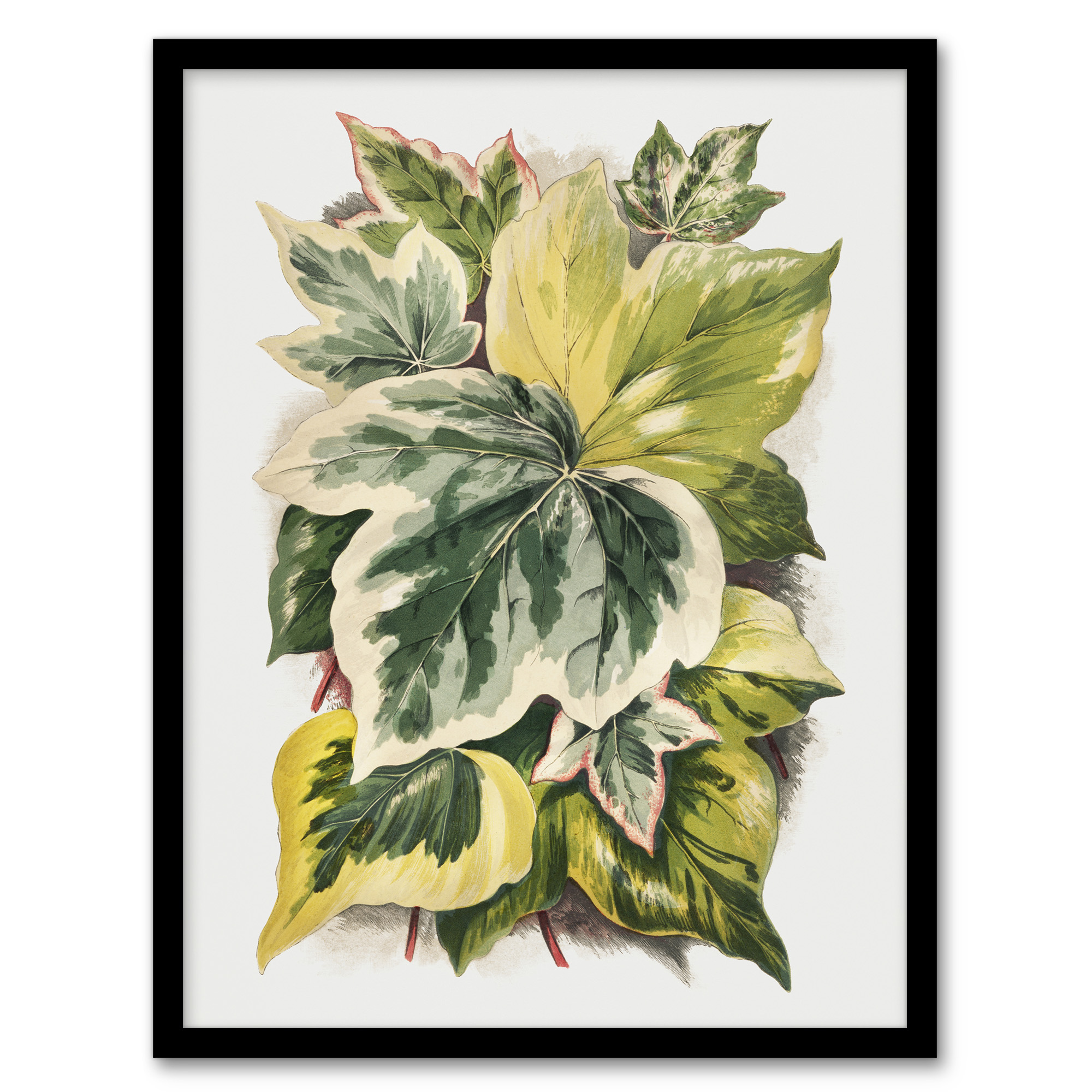 Ivy Leaf Variations Vintage Botanical Hibberd Framed Wall Art Print A3/A4
