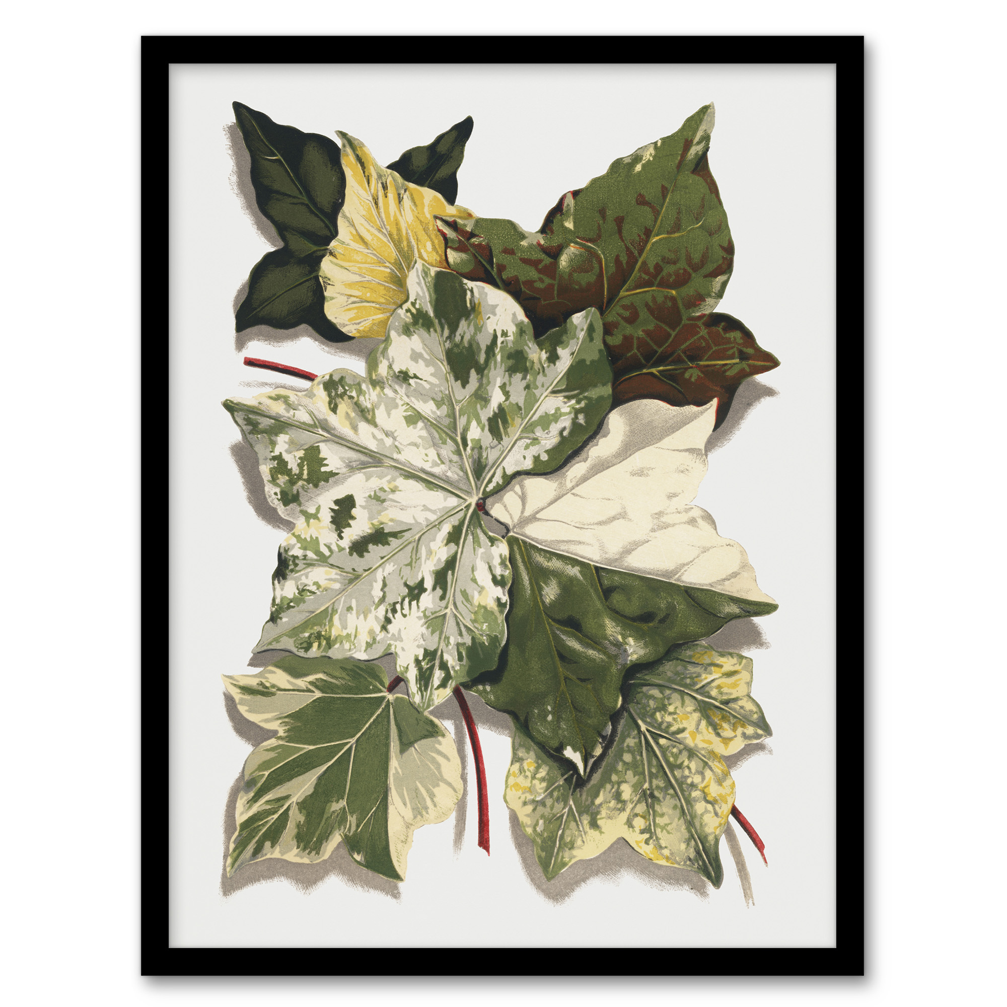 Various Ivy Leaves Watercolor Painting Hibberd Framed Wall Art Print A3/A4
