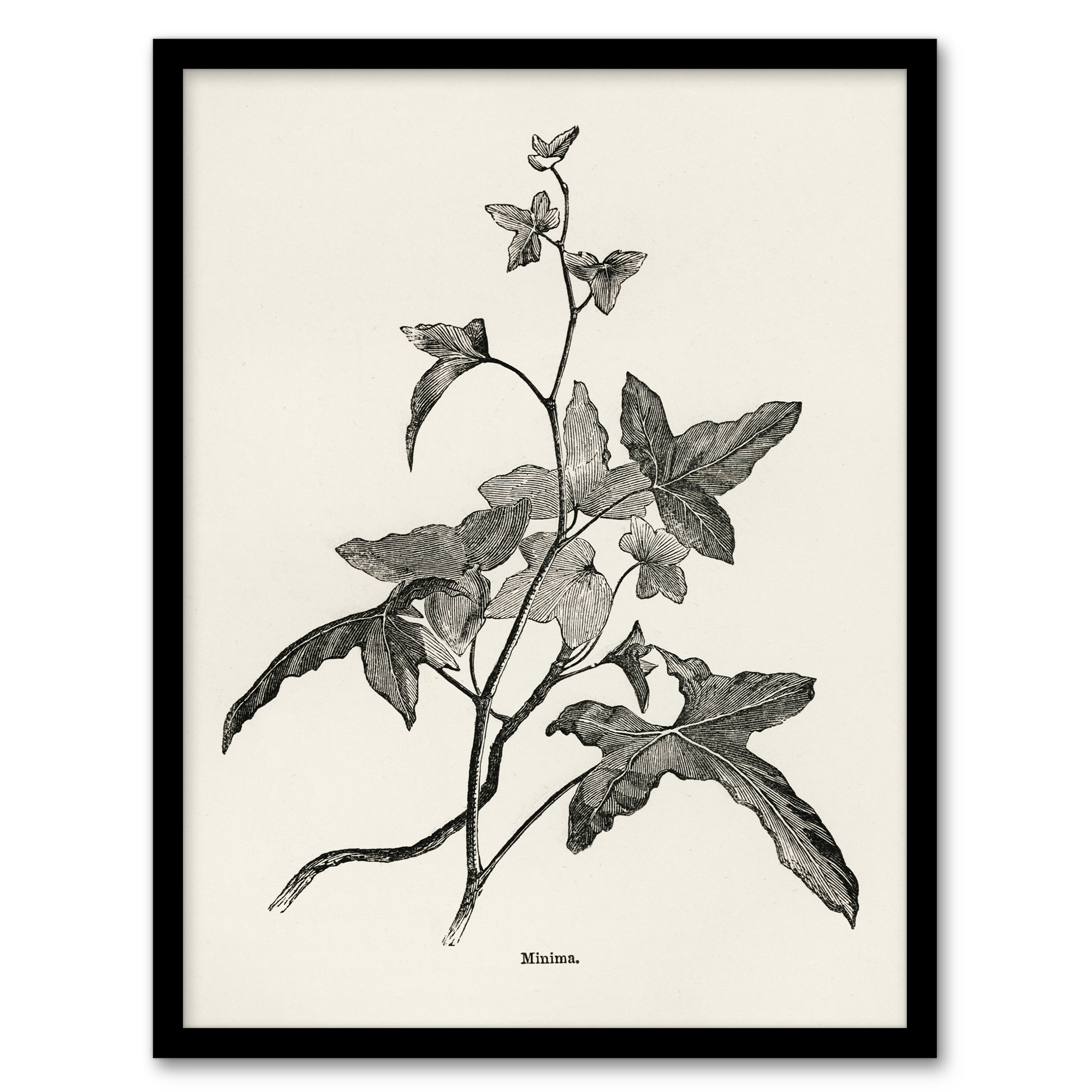 Vintage Botanical Minima Ivy Shirley Hibberd Framed Wall Art Print A3/A4
