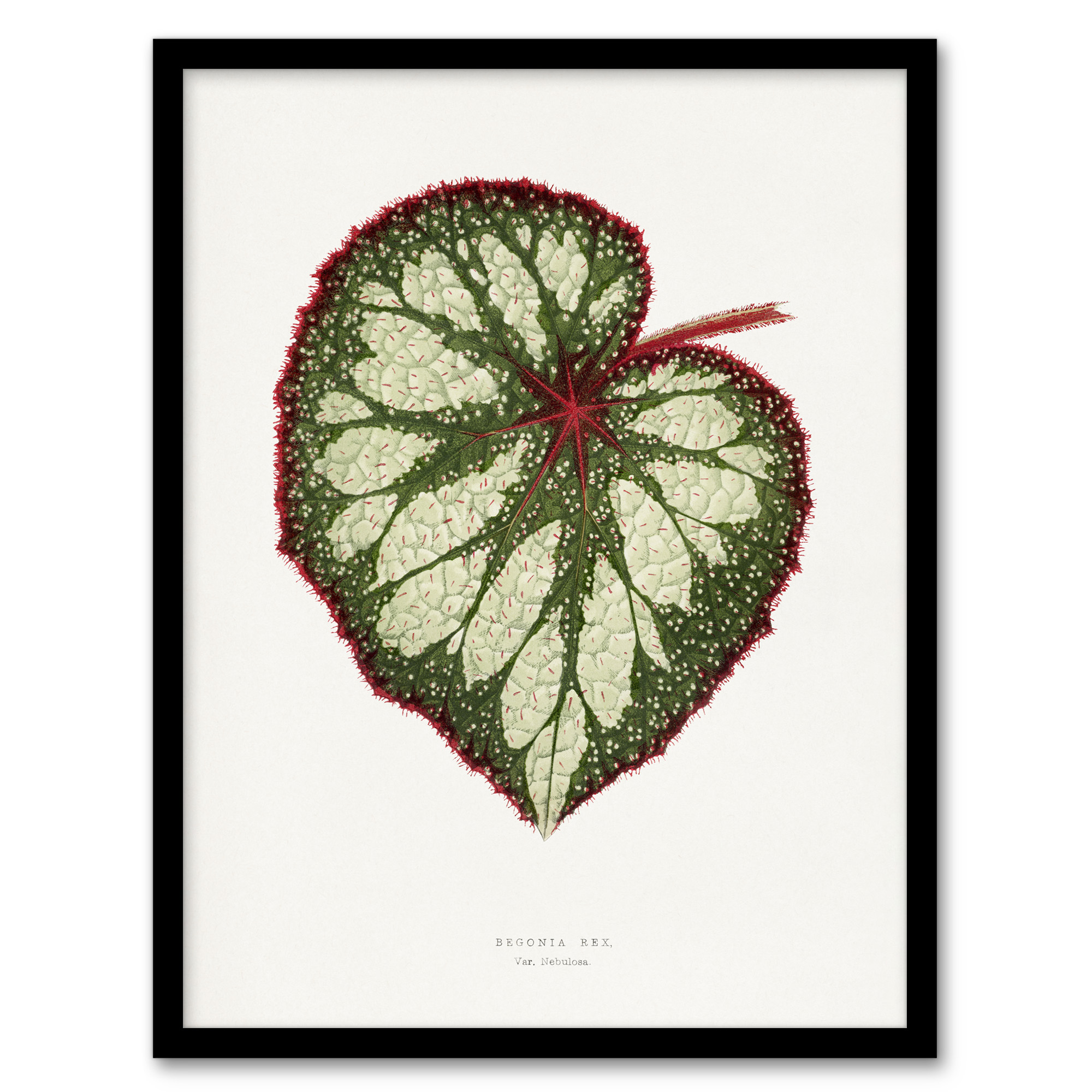 AF Lydon Benjamin Fawcett Begonia Rex Leaf Wall Art Print