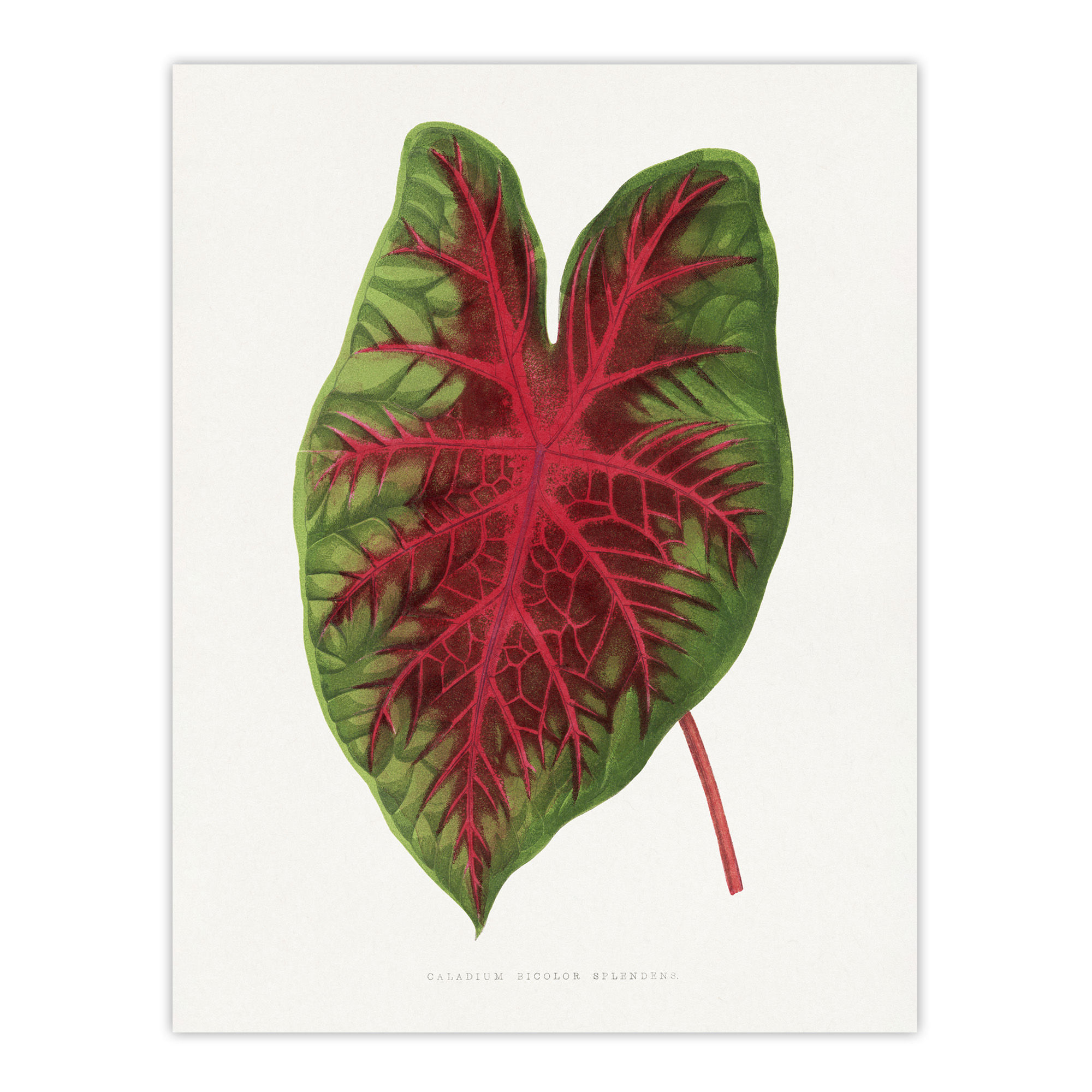 AF Lydon B Fawcett Caladium Bicolor Splendens Leaf Wall Art Print