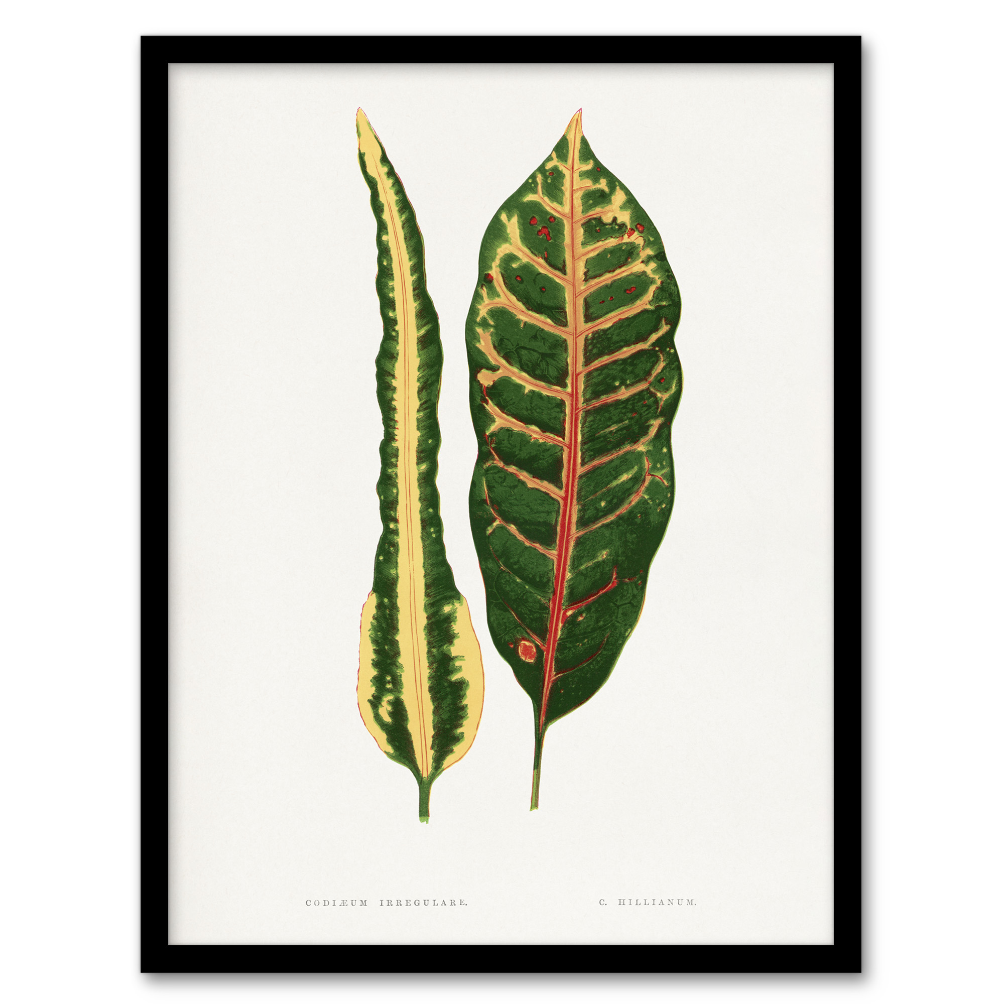 AF Lydon Benjamin Fawcett Croton Plant Leaf Varieties Wall Art Print