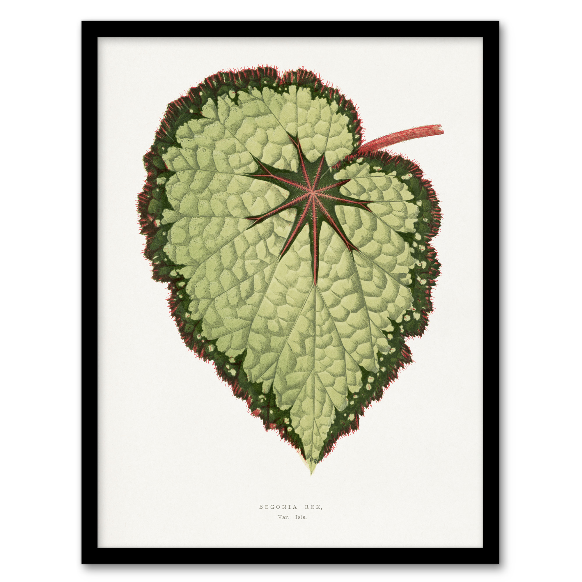 AF Lydon B Fawcett Begonia Rex Isis Variety Leaf Wall Art Print