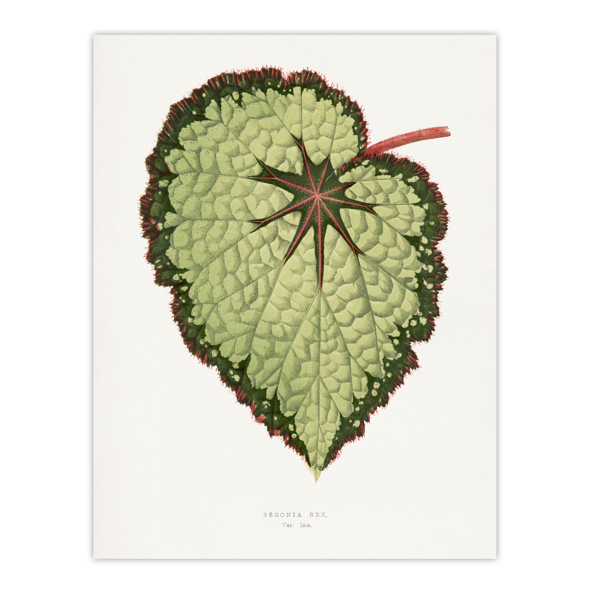 AF Lydon B Fawcett Begonia Rex Isis Variety Leaf Wall Art Print