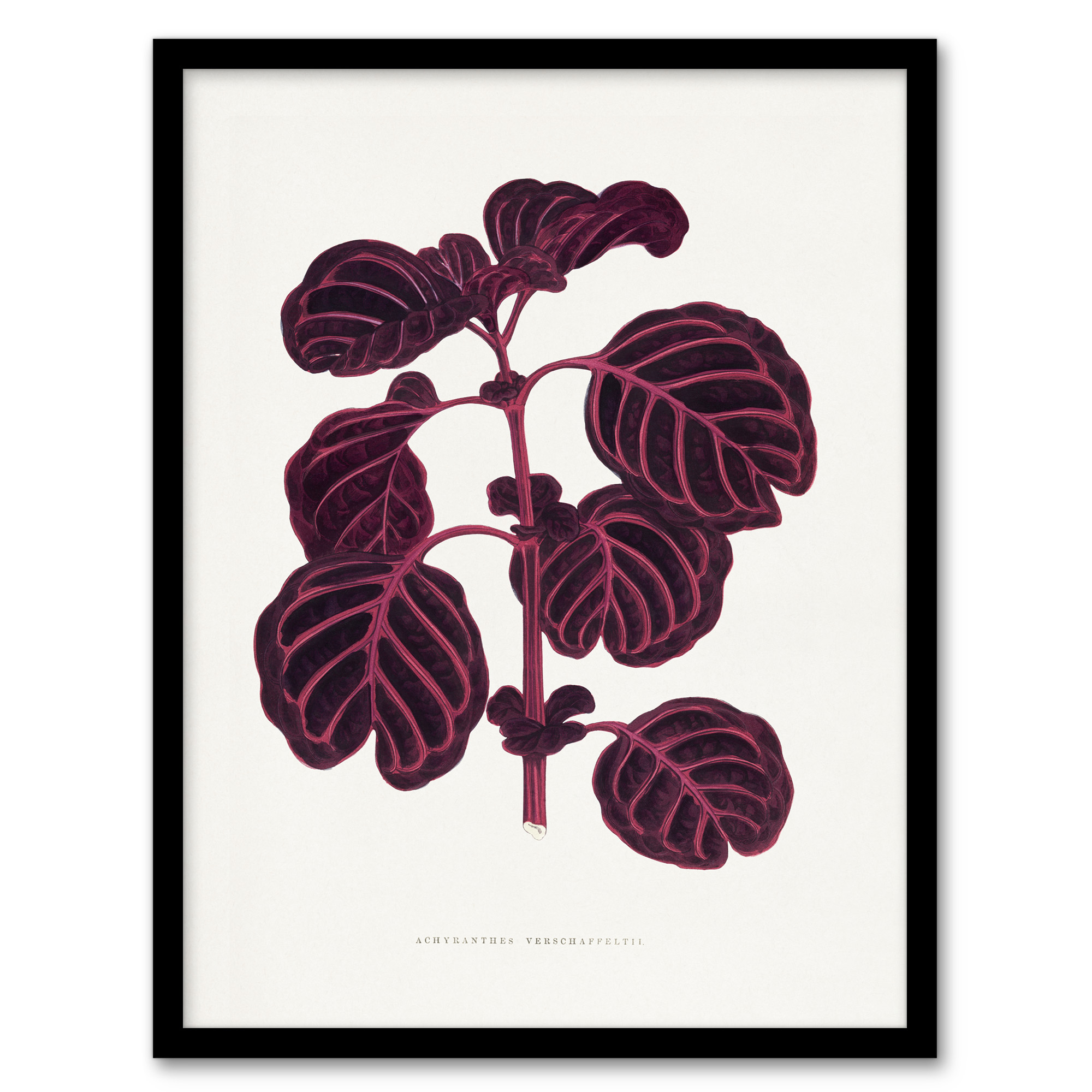 AF Lydon B Fawcett Pink Achyranthes Verschaffeltii Wall Art Print