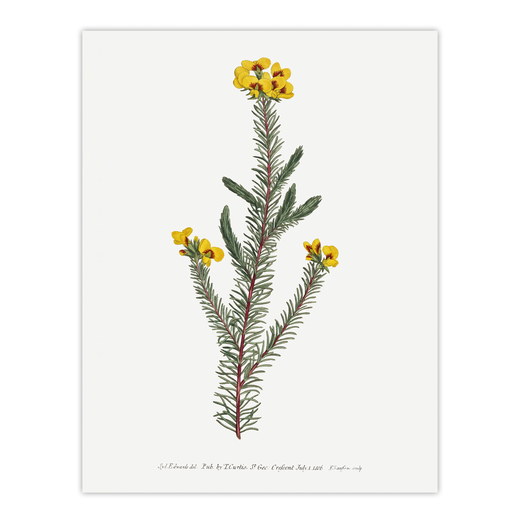 Sansom Smooth Parrot Pea Botanical Illustration Wall Art Print