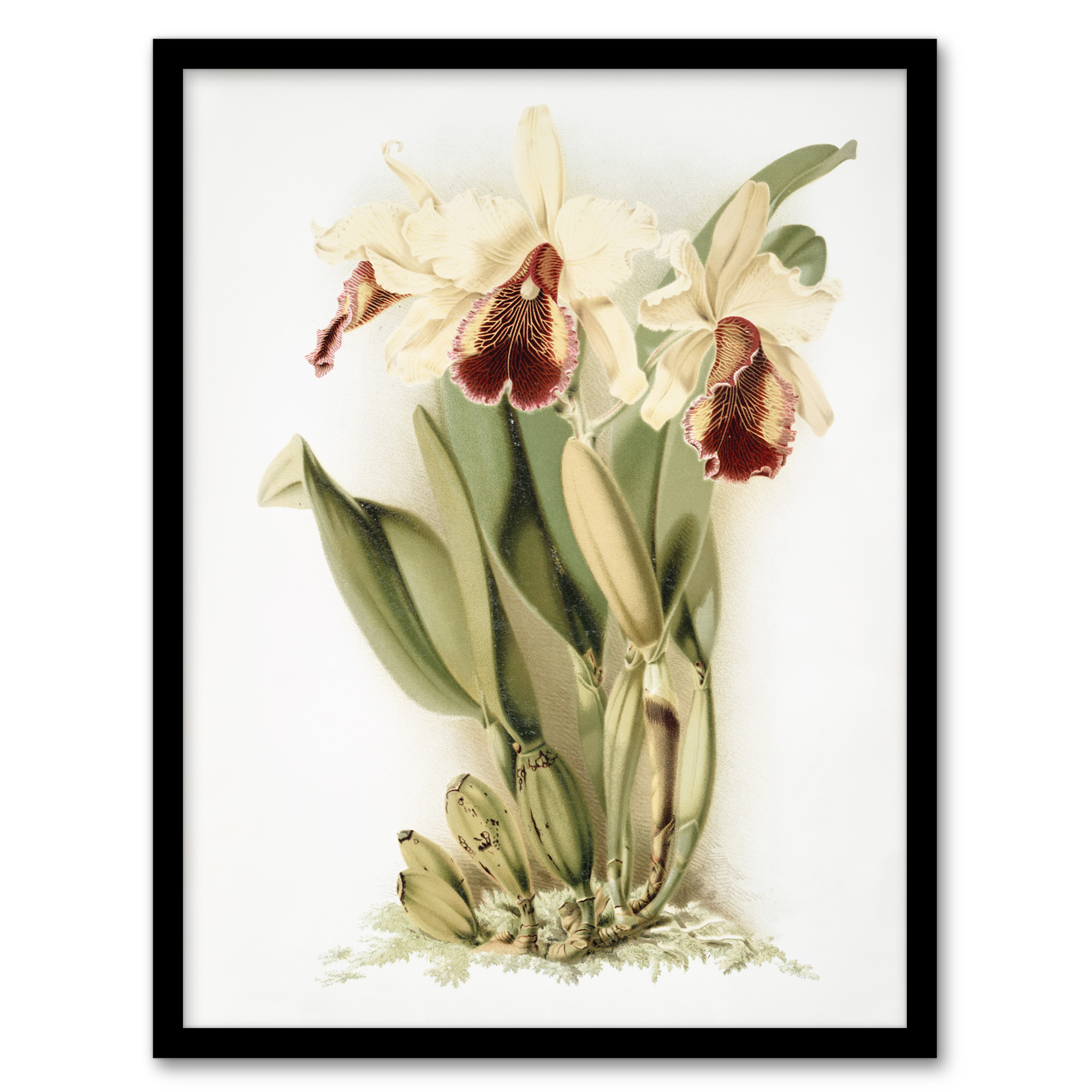Frederick Sander Cattleya Aurea Orchid Flowers Wall Art Print