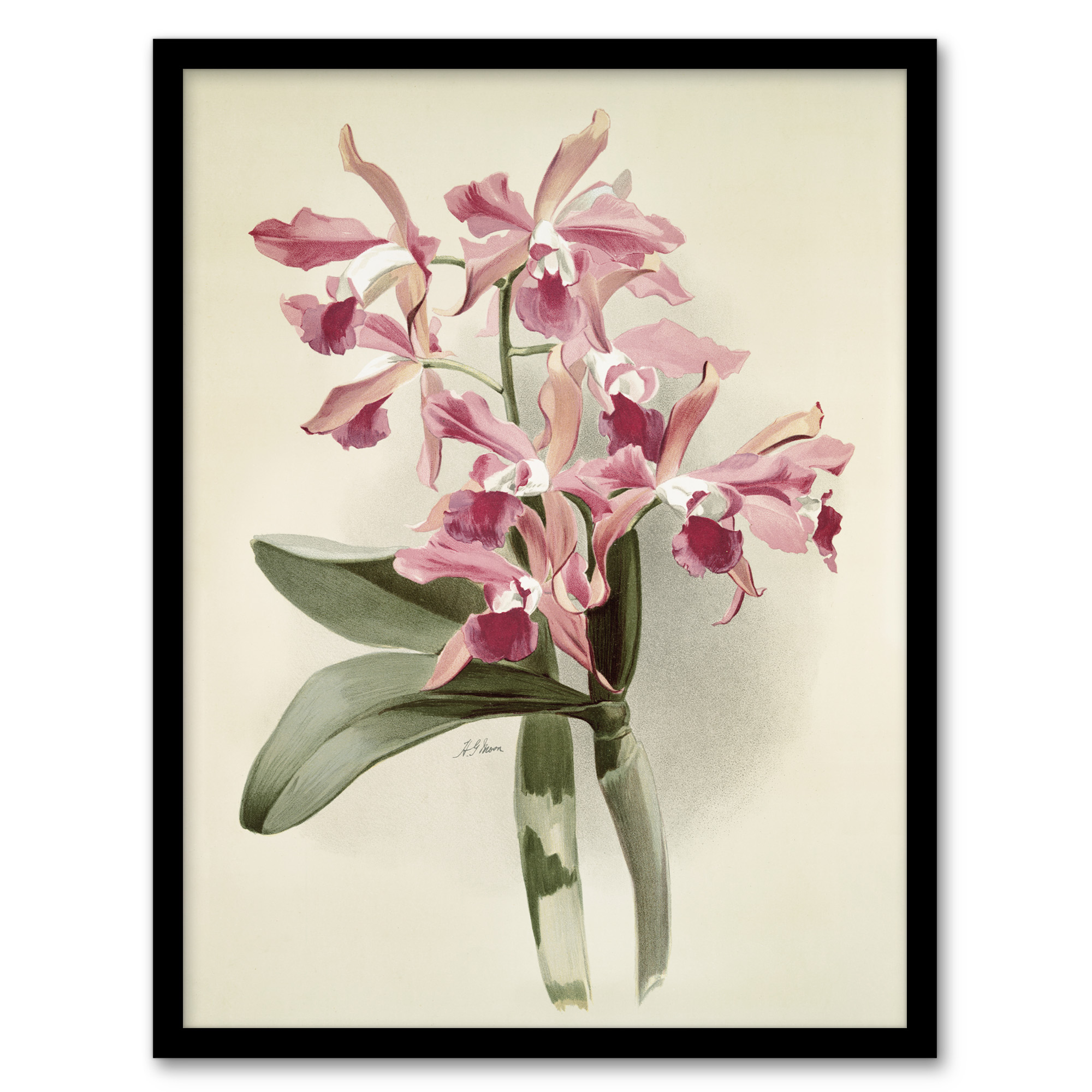 Frederick Sander Cattleya Elegans Orchid Flowers Wall Art Print
