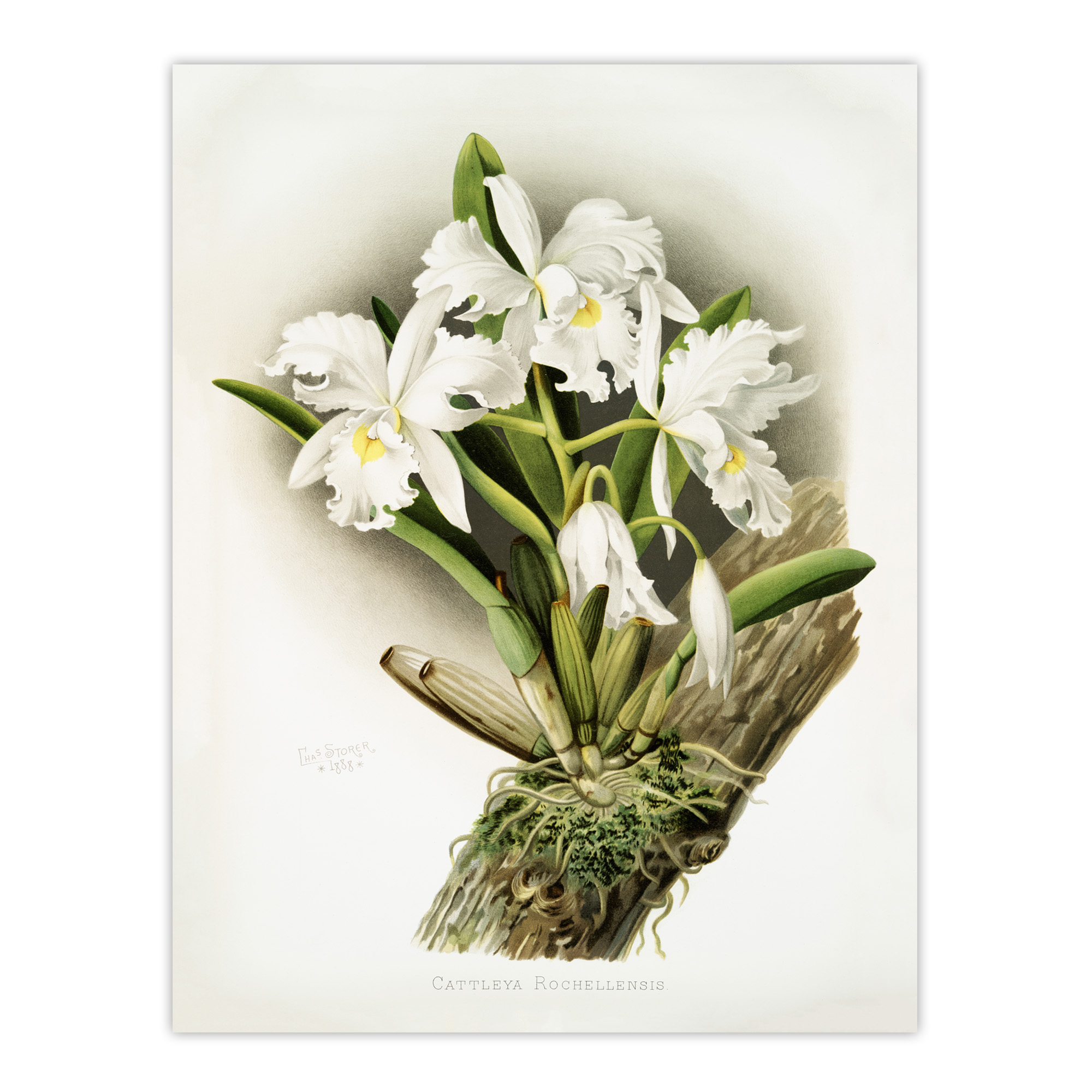 Frederick Sander Cattleya Rochellensis Orchid Flowers Wall Art Print