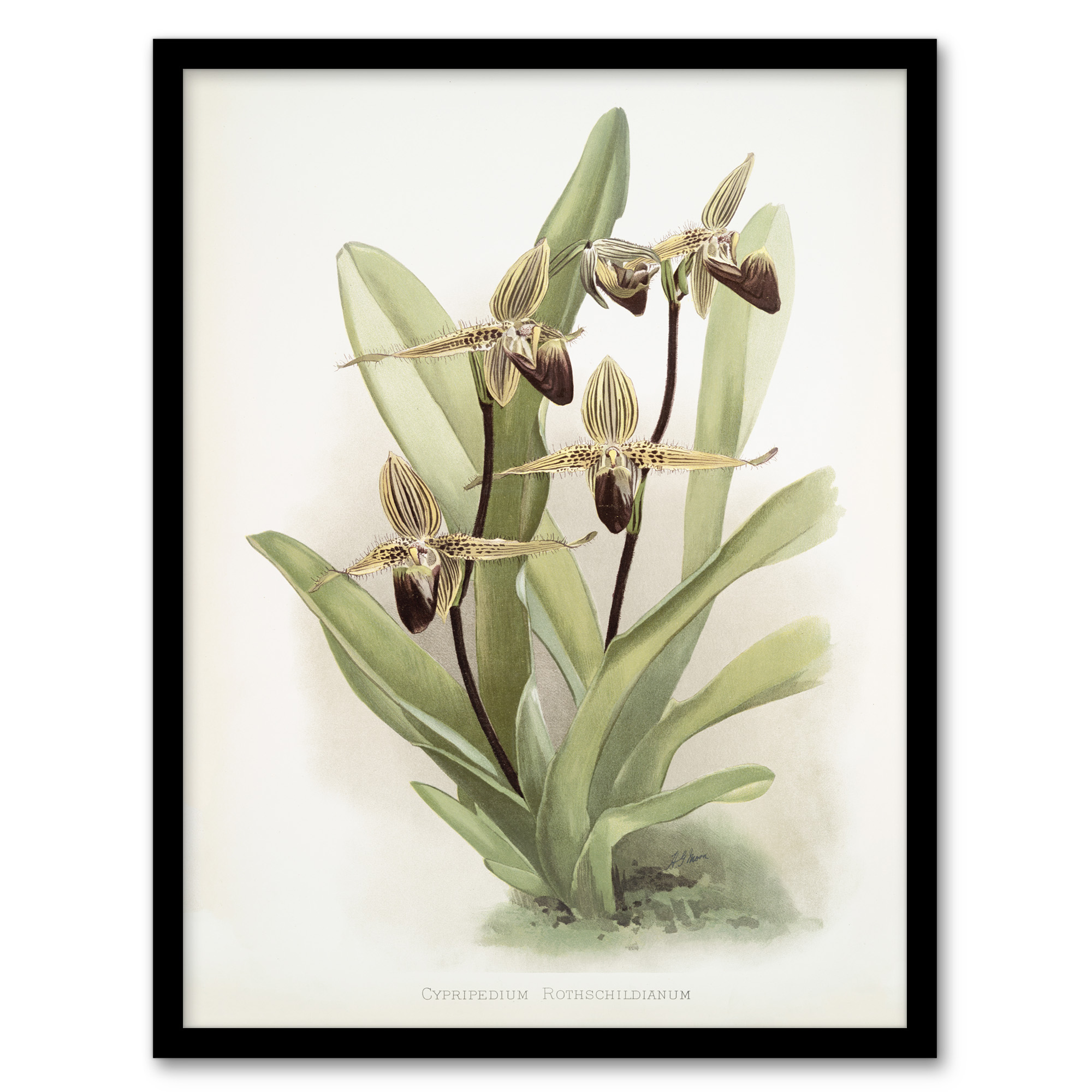 Frederick Sander Cypripedium Rothschildianum Orchid Wall Art Print