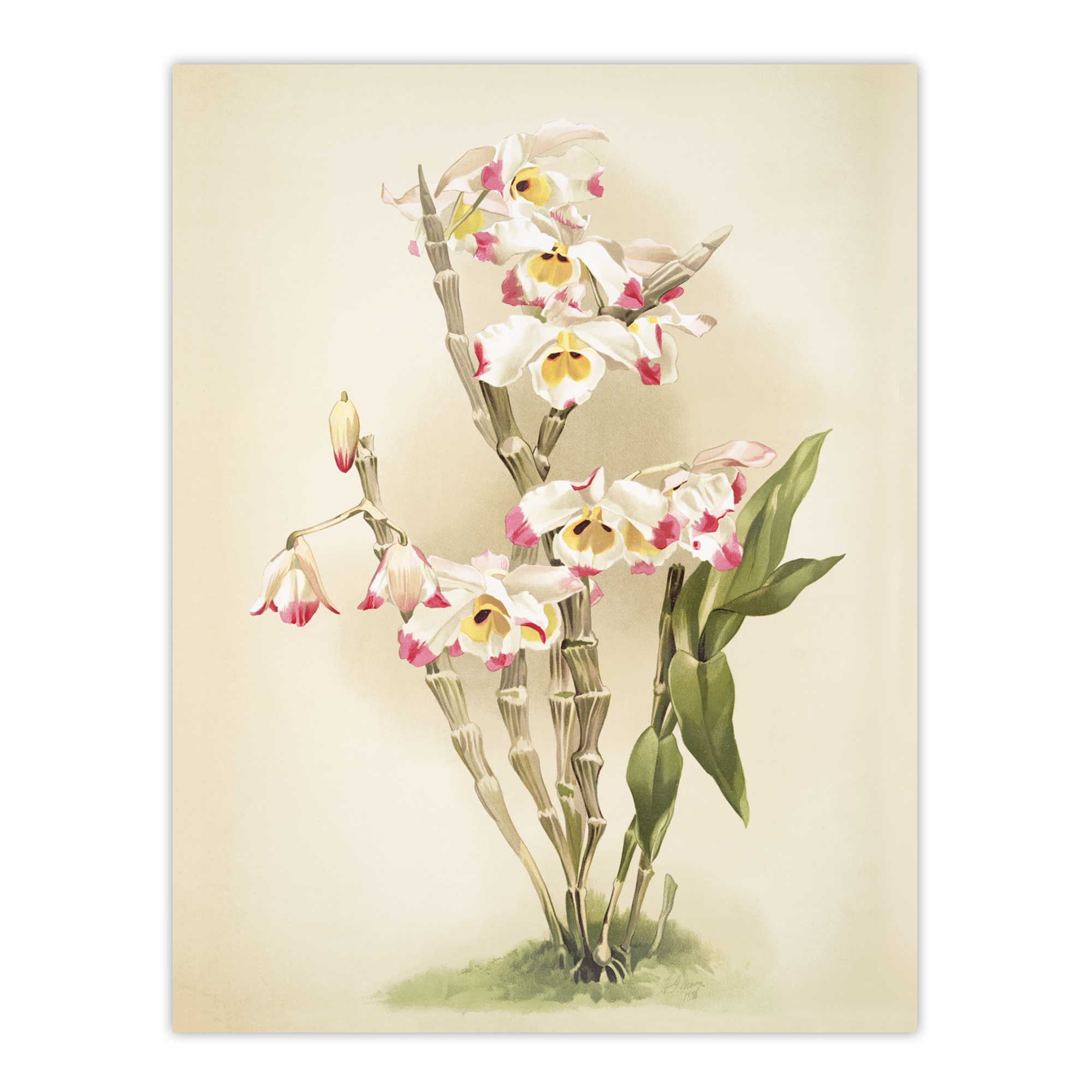Frederick Sander Dendrobium Wardianum Orchid Flowers Wall Art Print