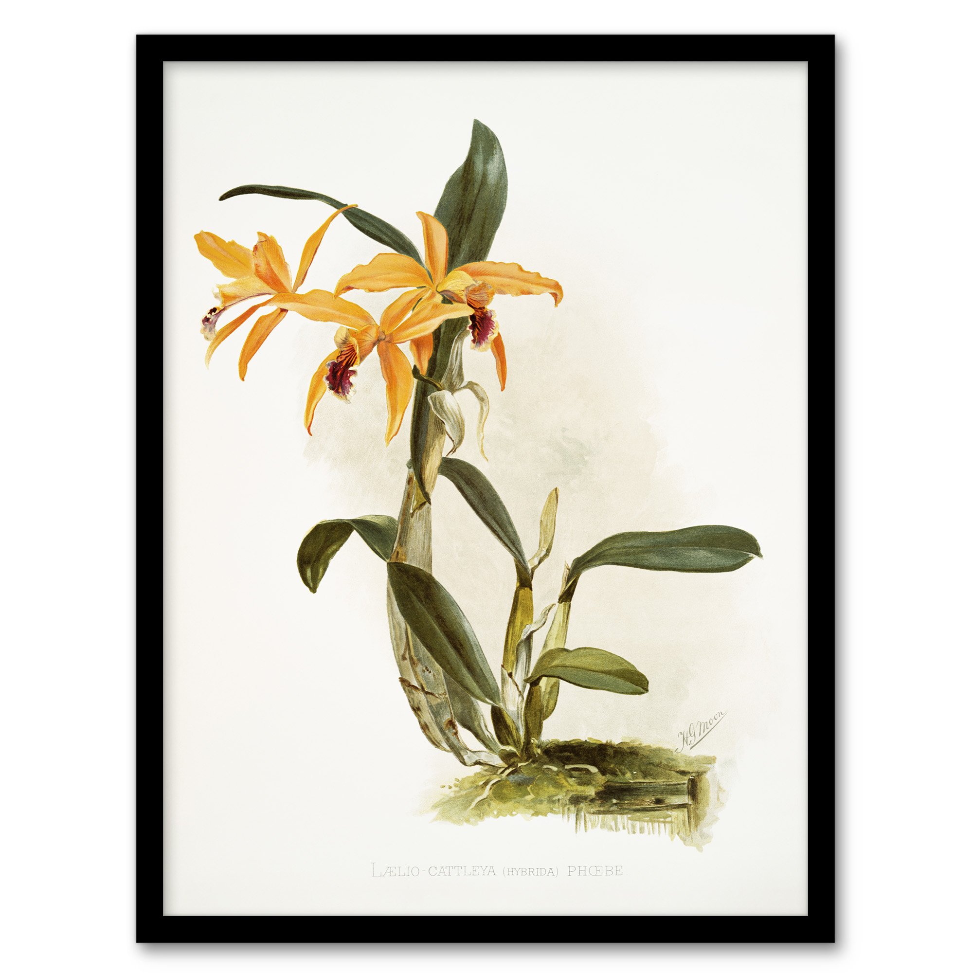 Frederick Sander Laelia And Cattleya Orchid Hybrid Wall Art Print