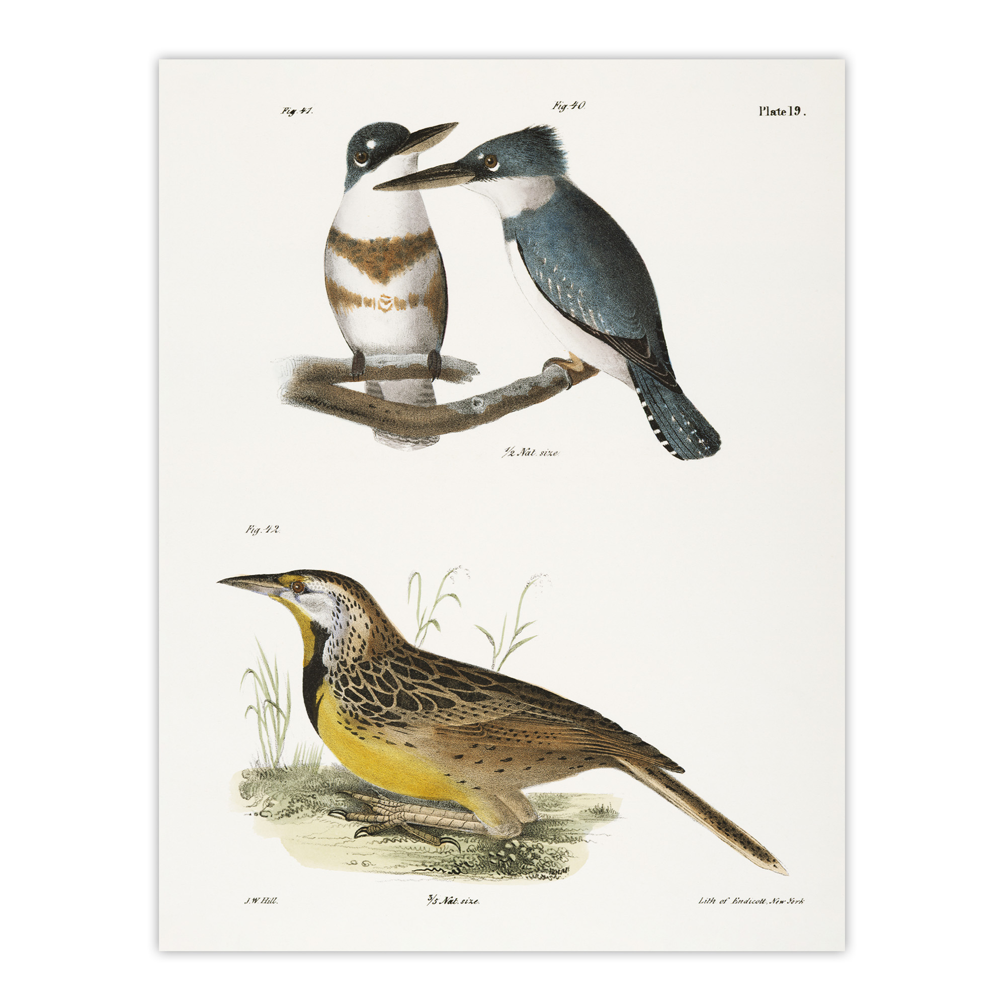 James De Kay Belted Kingfisher and Meadow Lark Wall Art Print