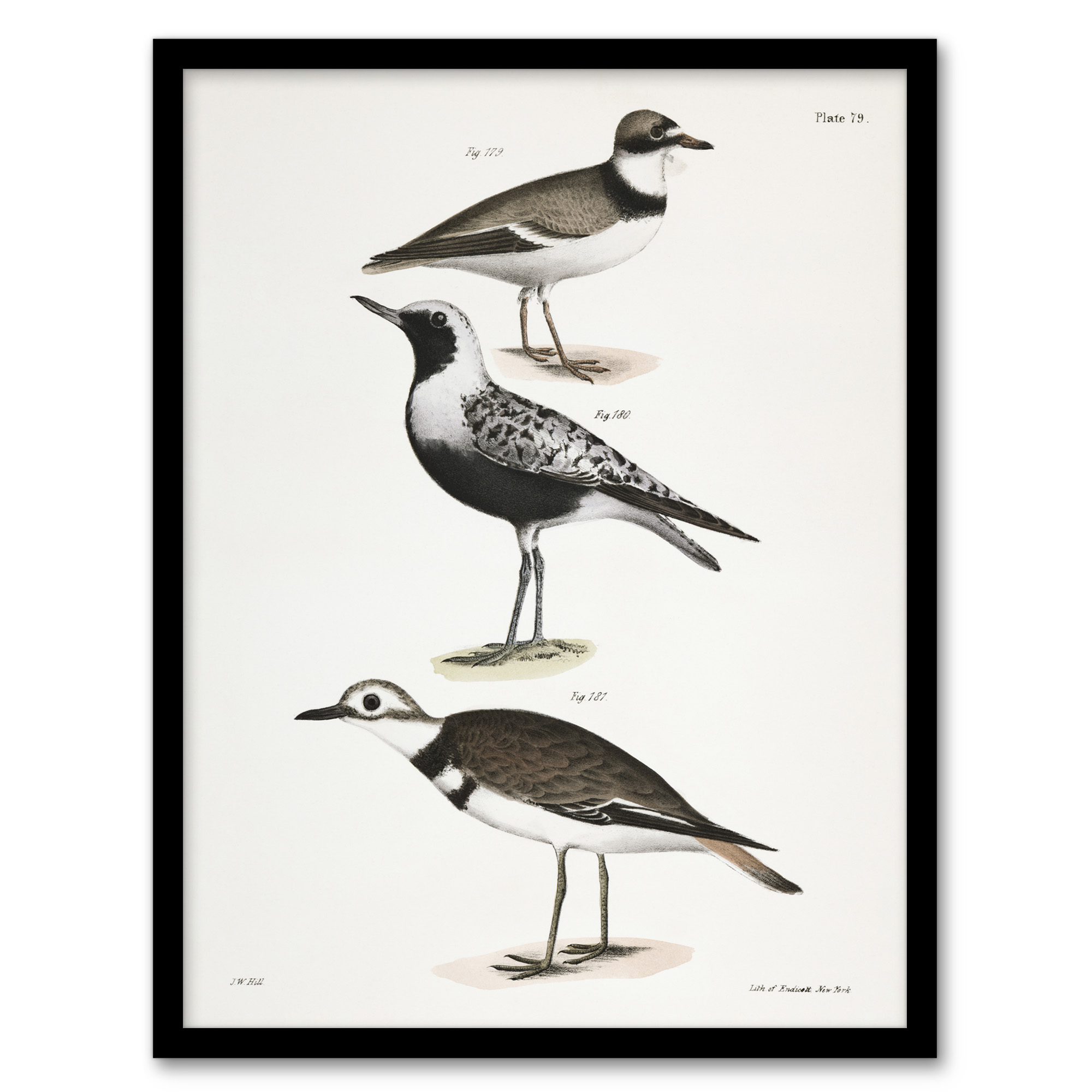 James De Kay Ring Plover Snipe and Kildeer Wall Art Print