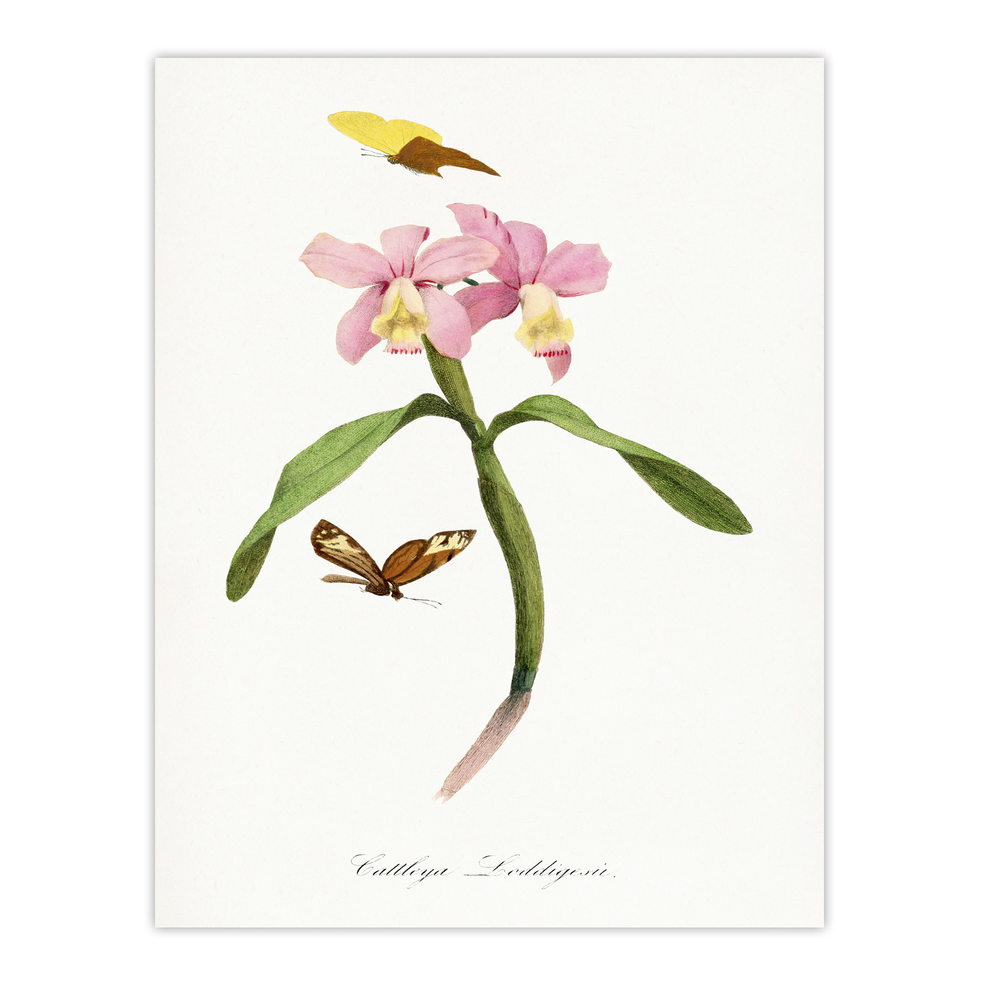 Paul Gervais Cattleya Orchids And Butterflies Wall Art Print