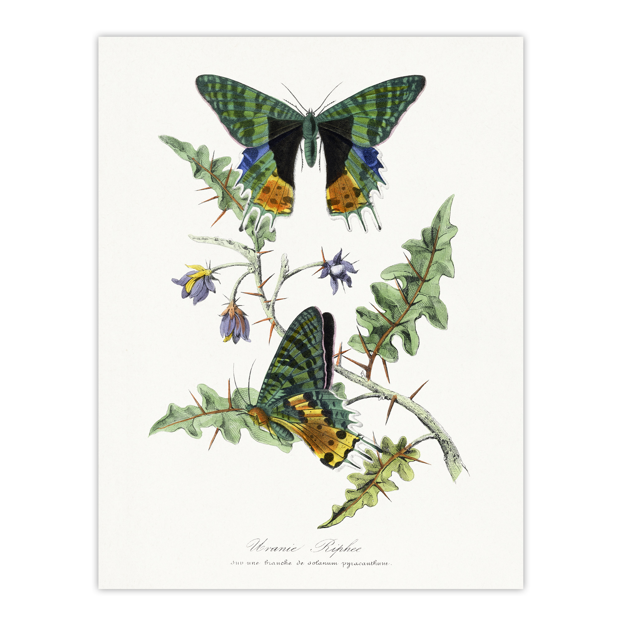Paul Gervais Madagascan Sunset Moth and Flowers Wall Art Print