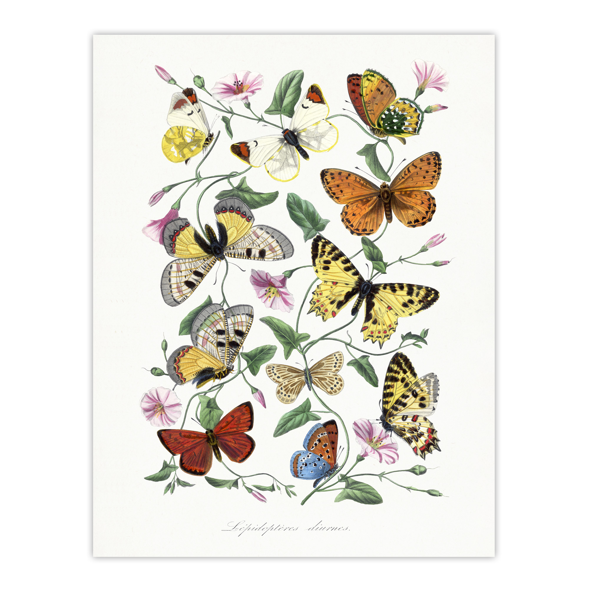 Paul Gervais Moths Butterflies and Morning Glory Wall Art Print