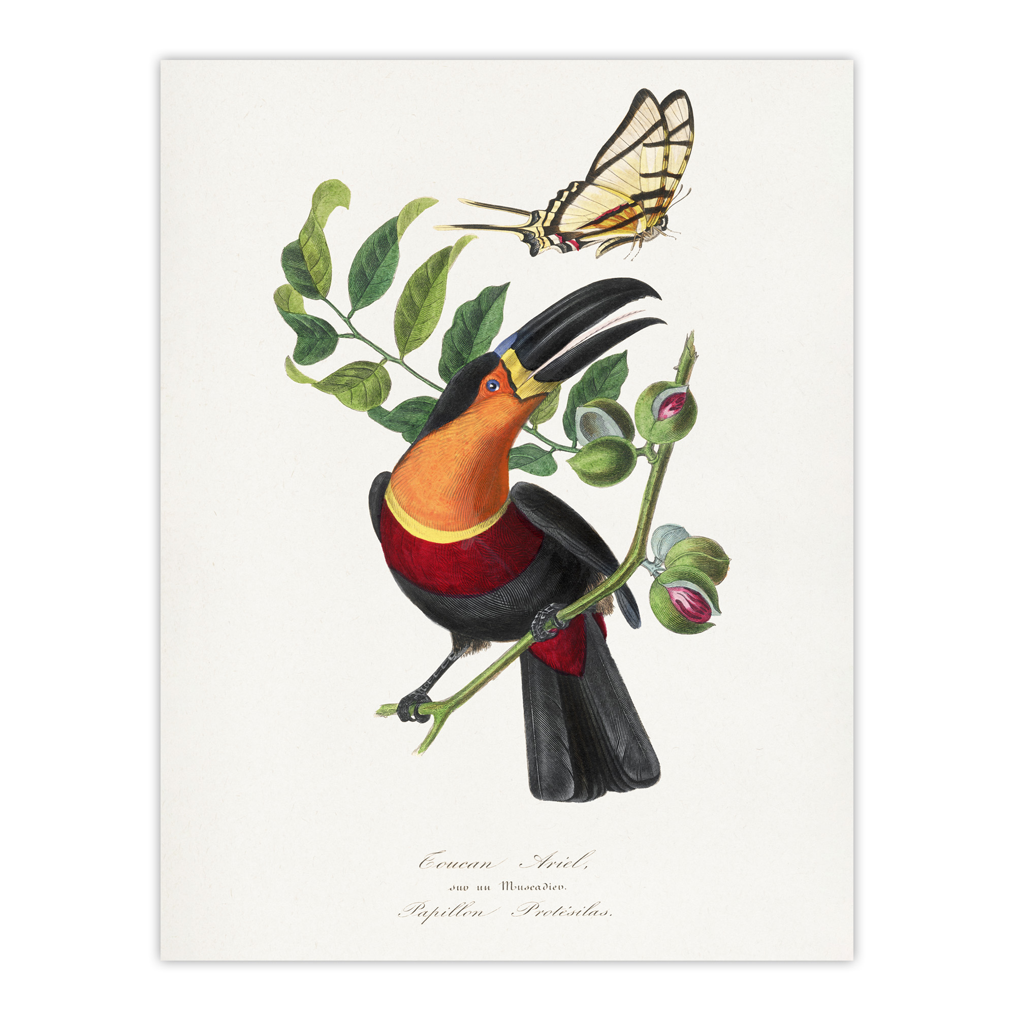 Paul Gervais Toucan and Butterfly Vintage Illustration Wall Art Print