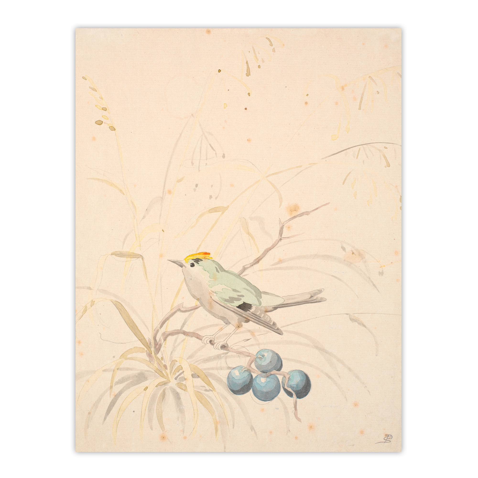 PC Skovgaard Kingbird on a Meadow Branch Wall Art Print