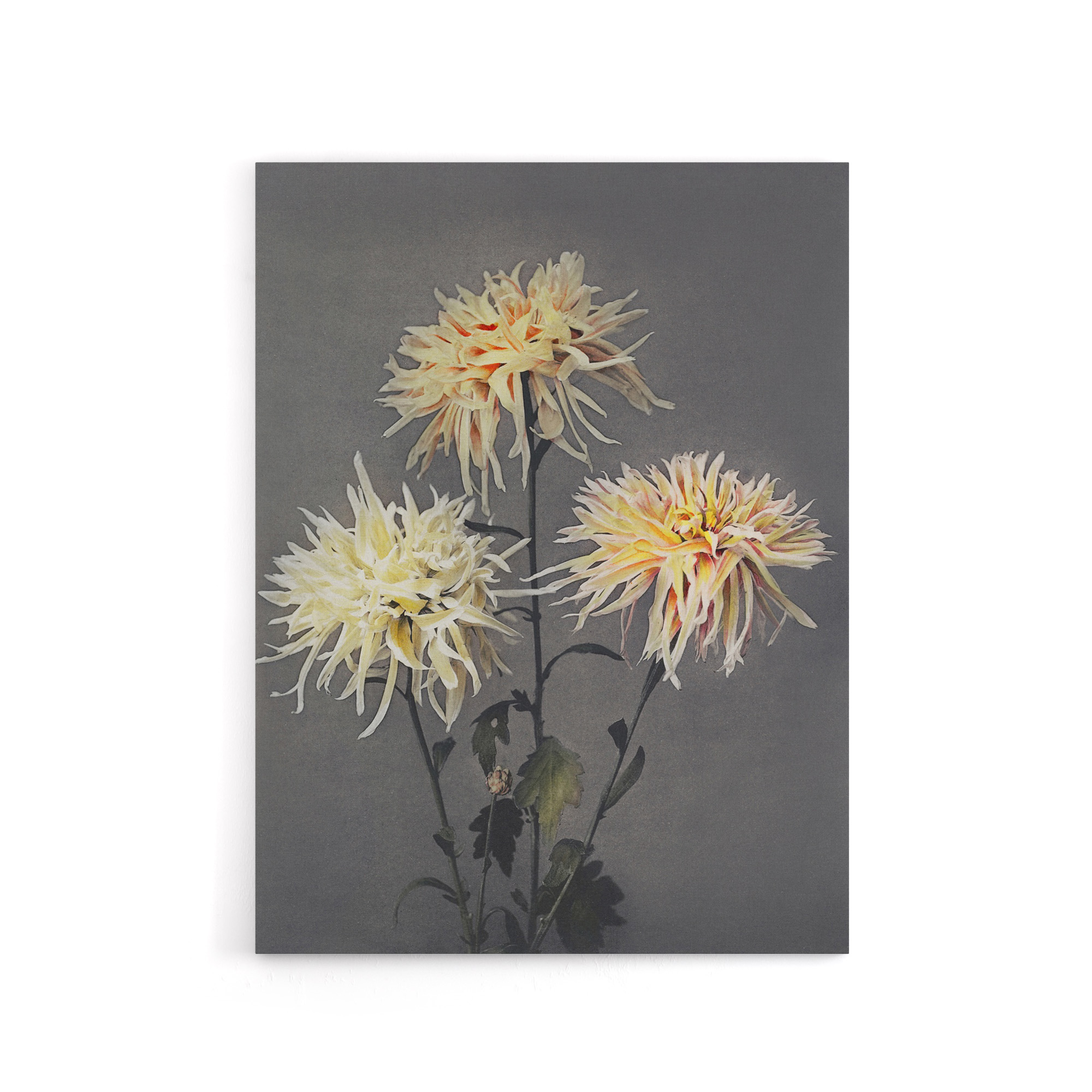 Chrysanthemums Vintage Floral Canvas Wall Art Print Kazumasa