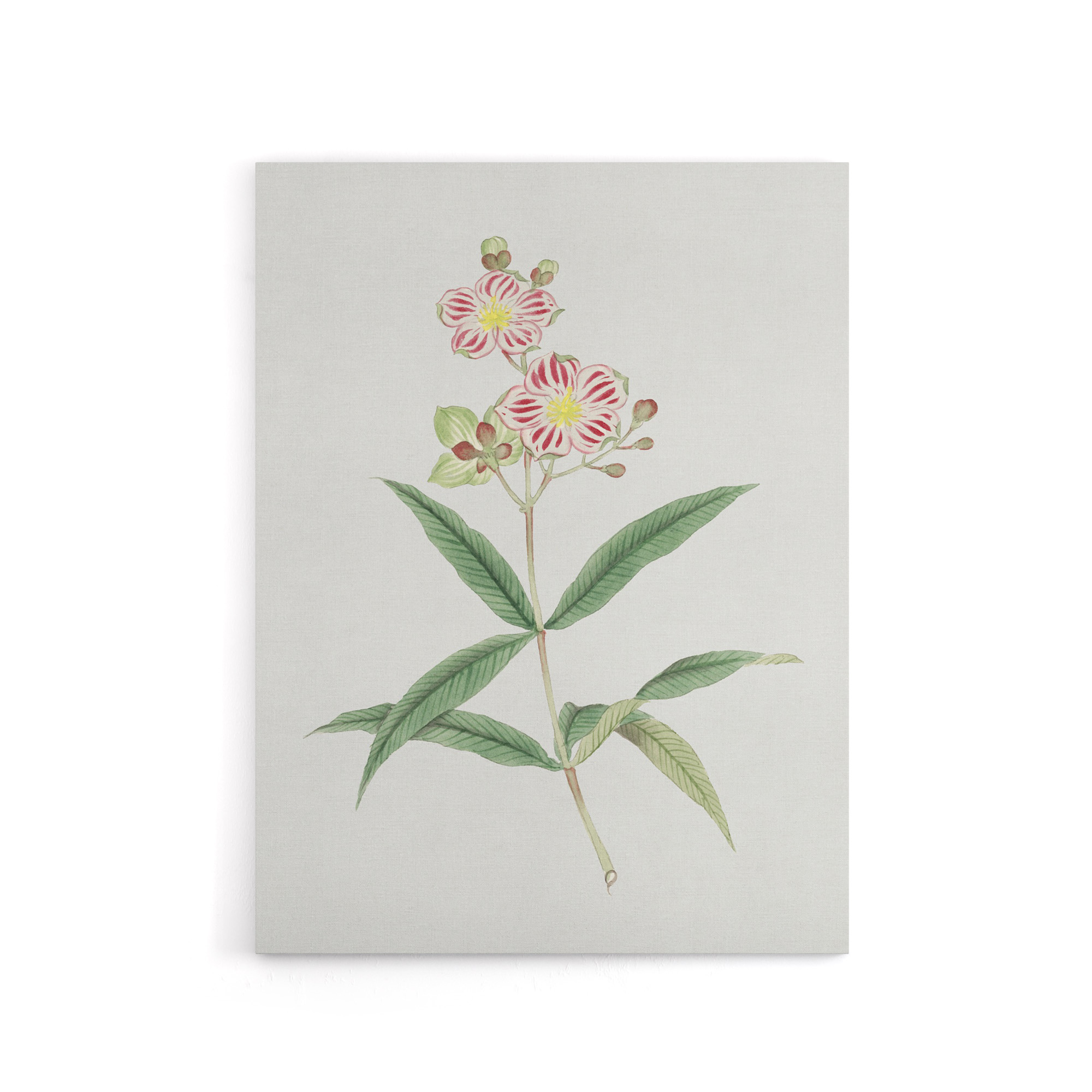 Red White Blossoms Canvas Wall Art Print Vintage Japan Botanical