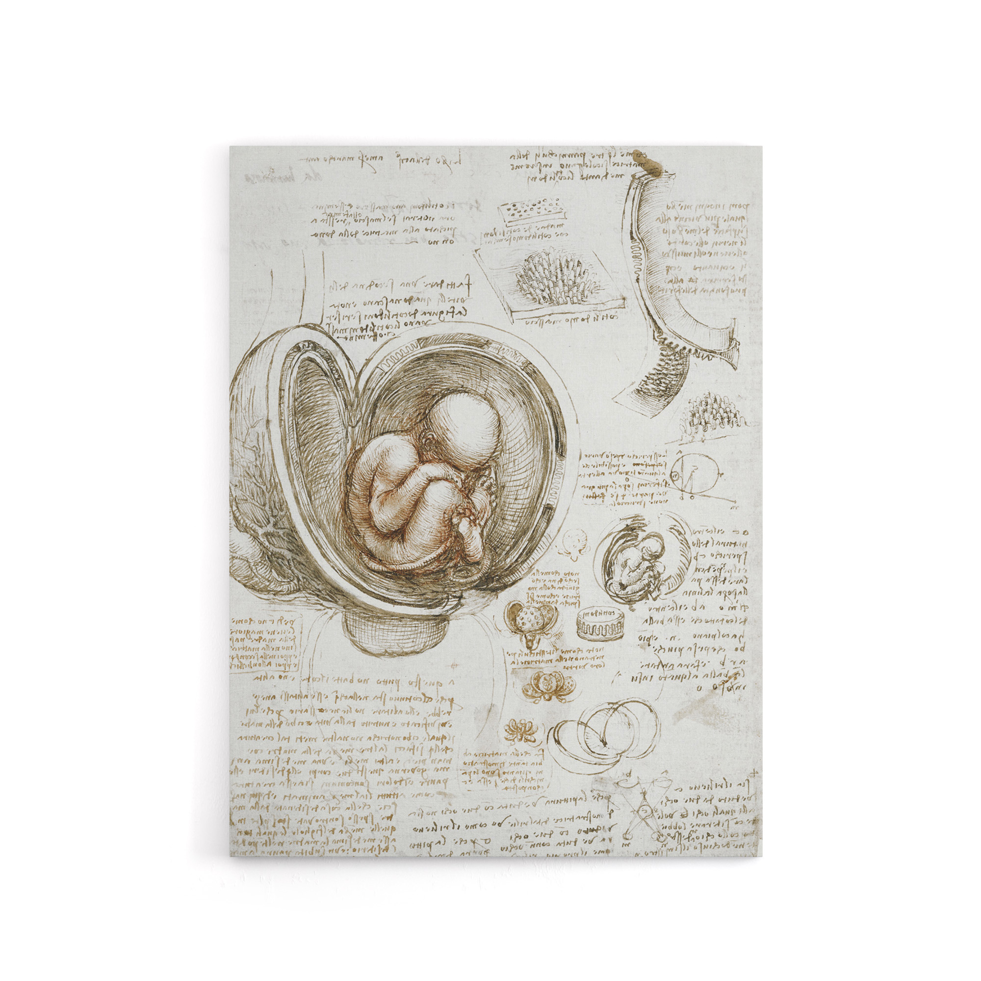 Studies of the Foetus in the Womb da Vinci Canvas Wall Art