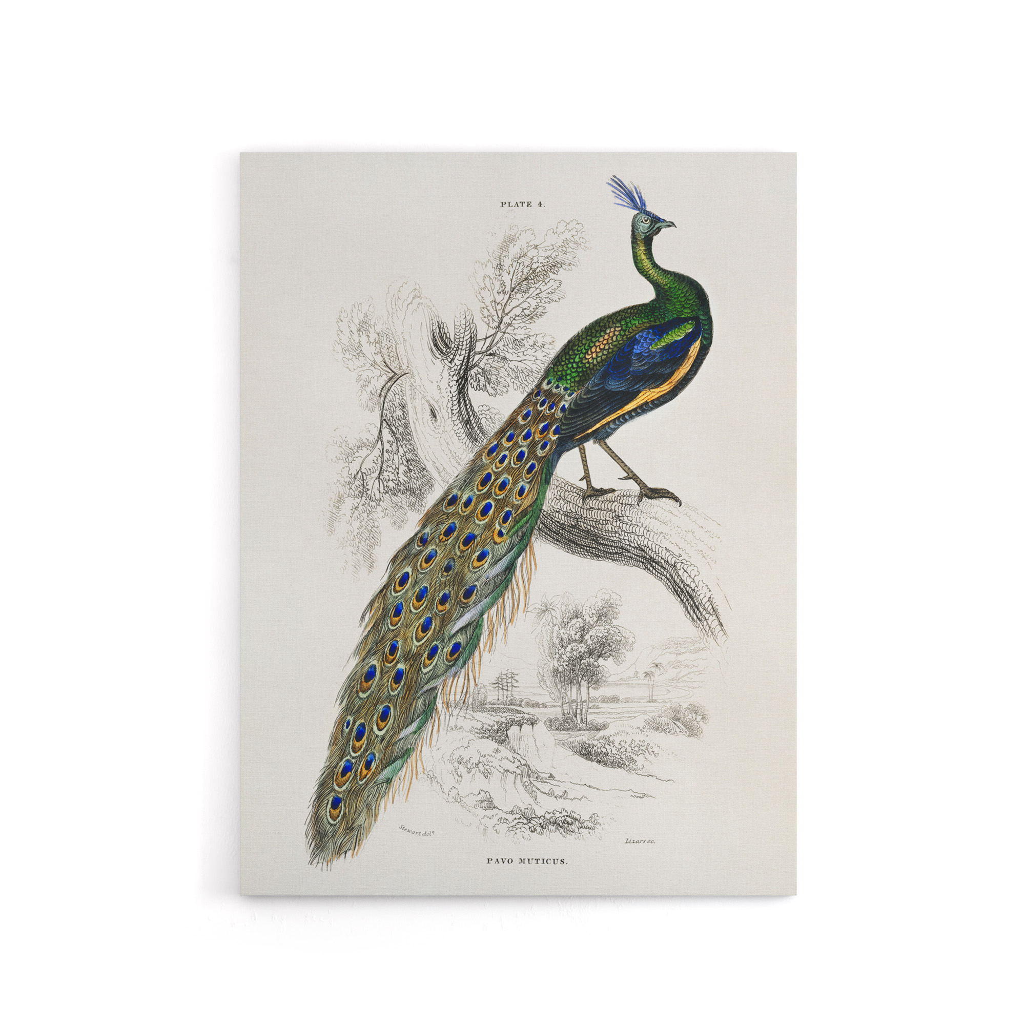 Male Peafowl Peacock Sir William Jardine Vintage Canvas Wall Art