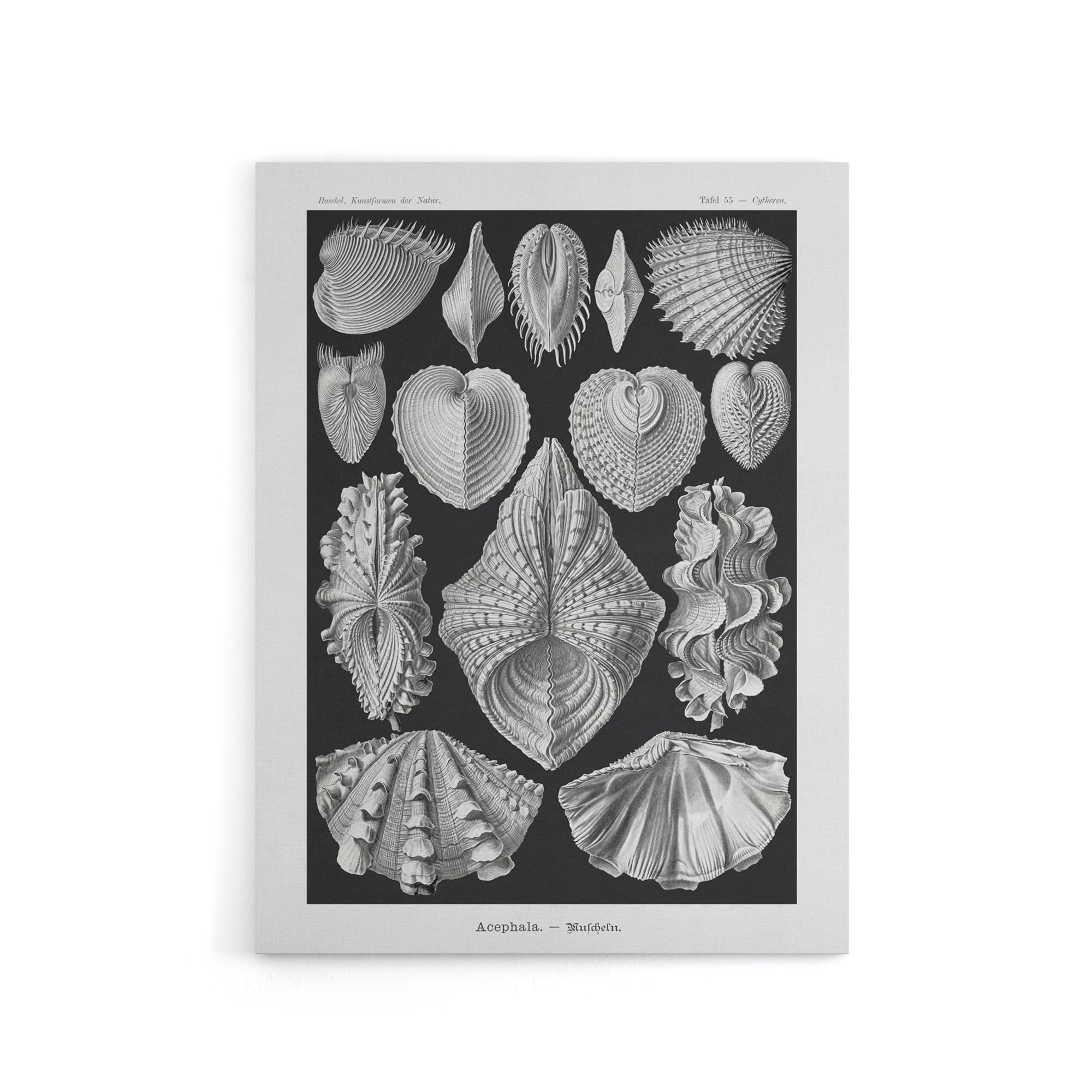 Mollusks Clams Oysters Haeckel Botanical Canvas Wall Art