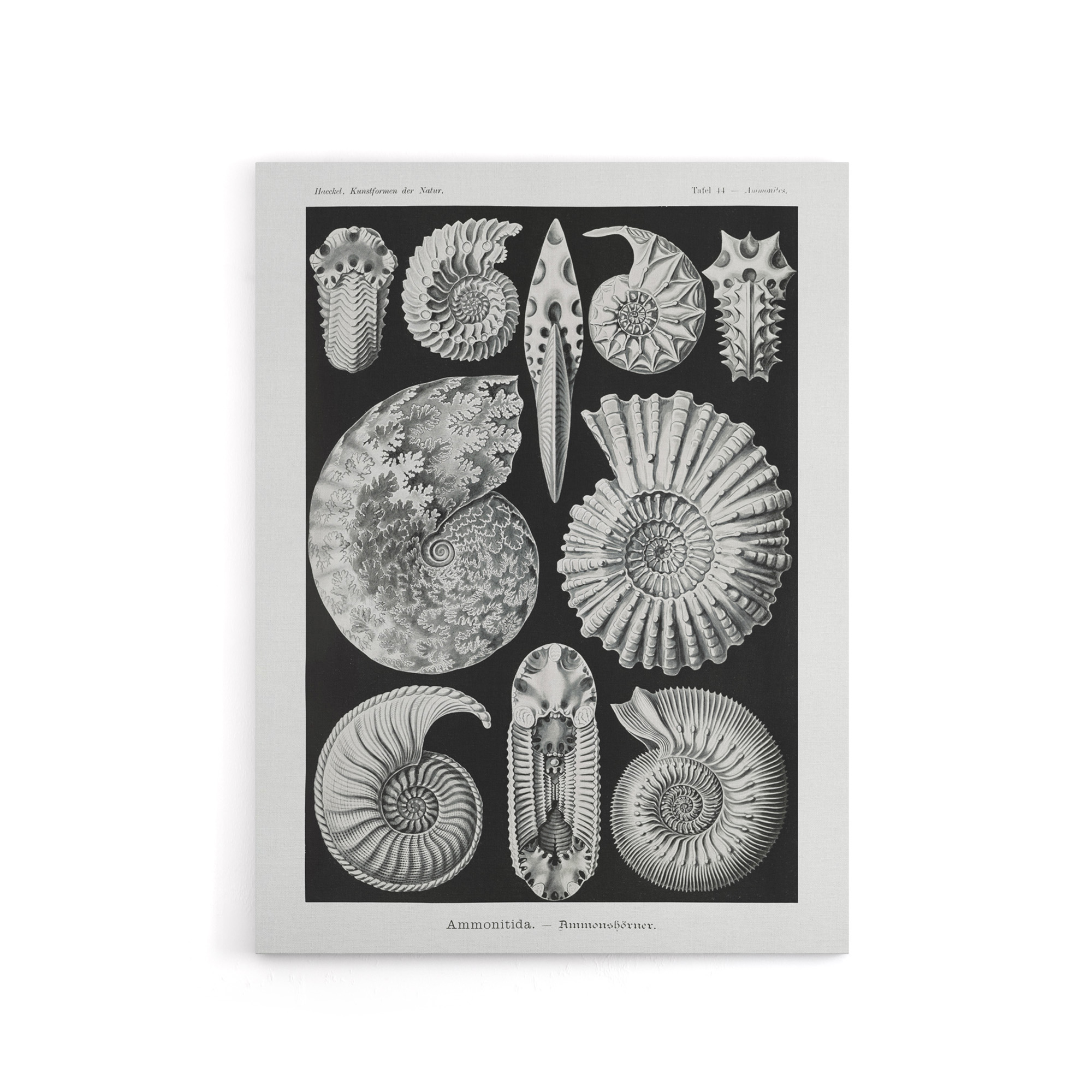 Ammonite Fossil Cephalopods Haeckel Botanical Canvas Wall Art