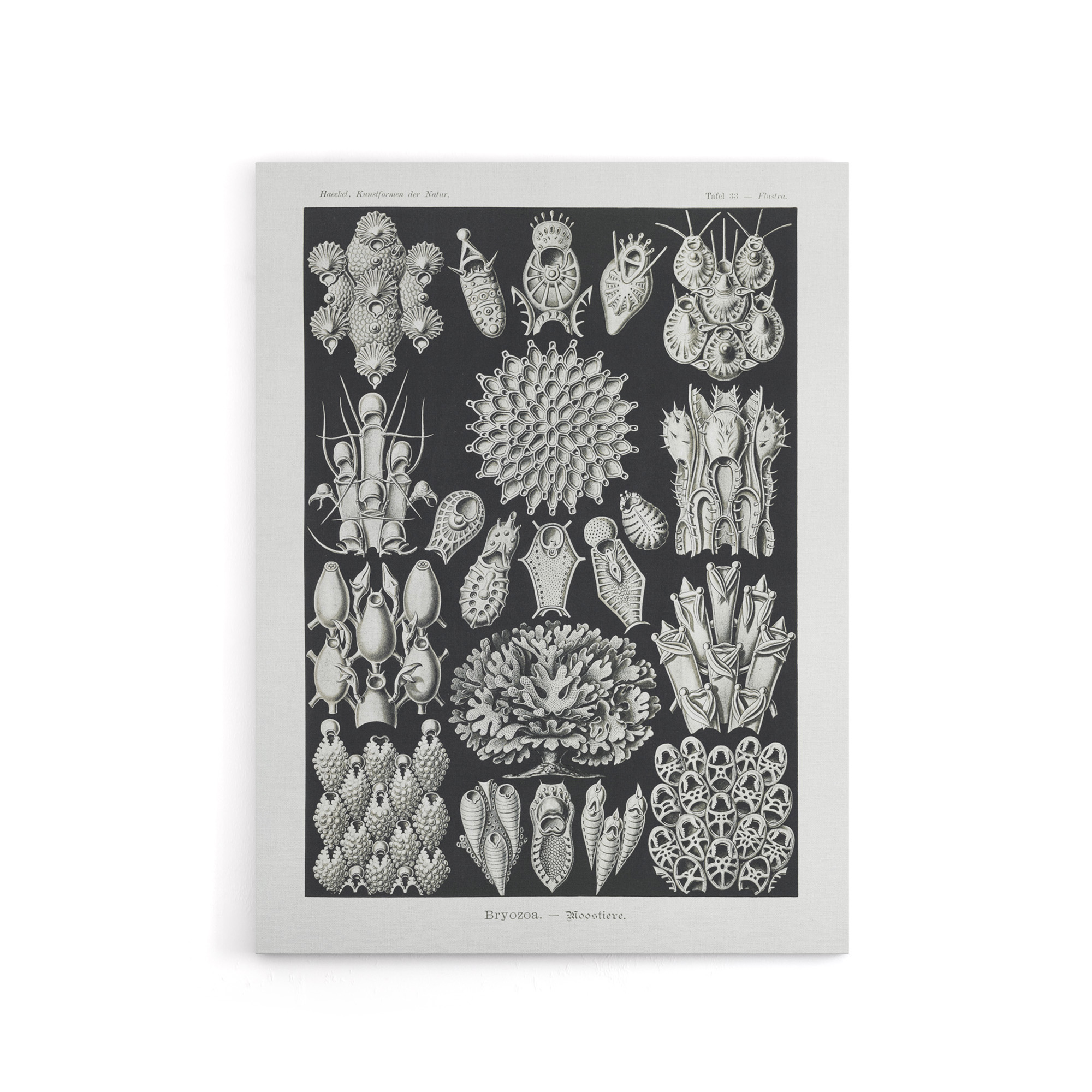 Bryozoa Aquatic invertebrates Haeckel Botanical Canvas Wall Art