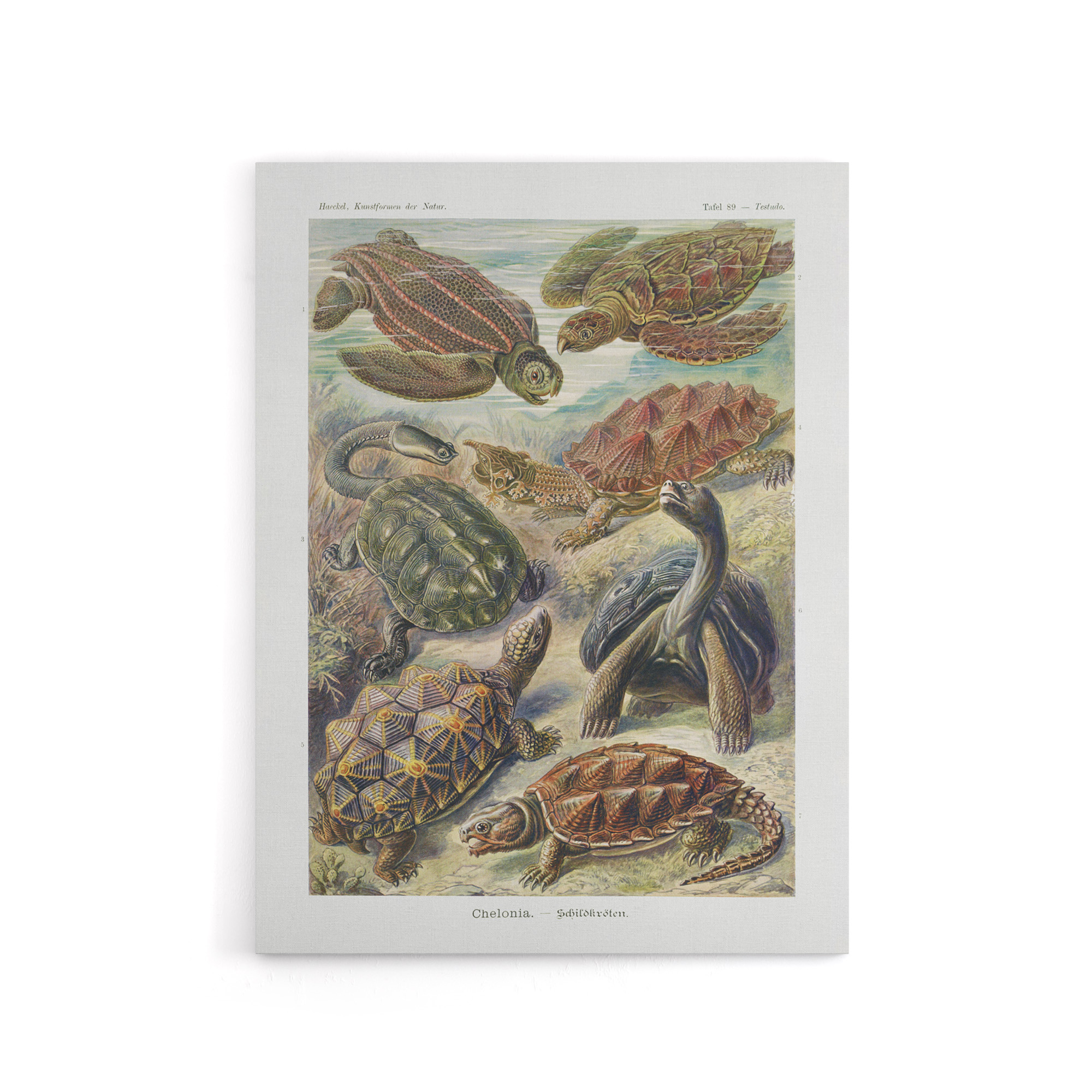 Chelonia Turtles Vintage Haeckel Botanical Canvas Wall Art