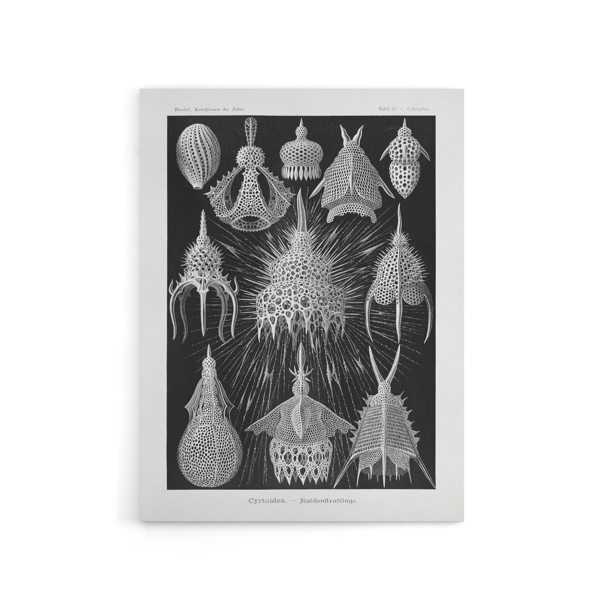 Marine Microorganisms Haeckel Botanical Canvas Wall Art
