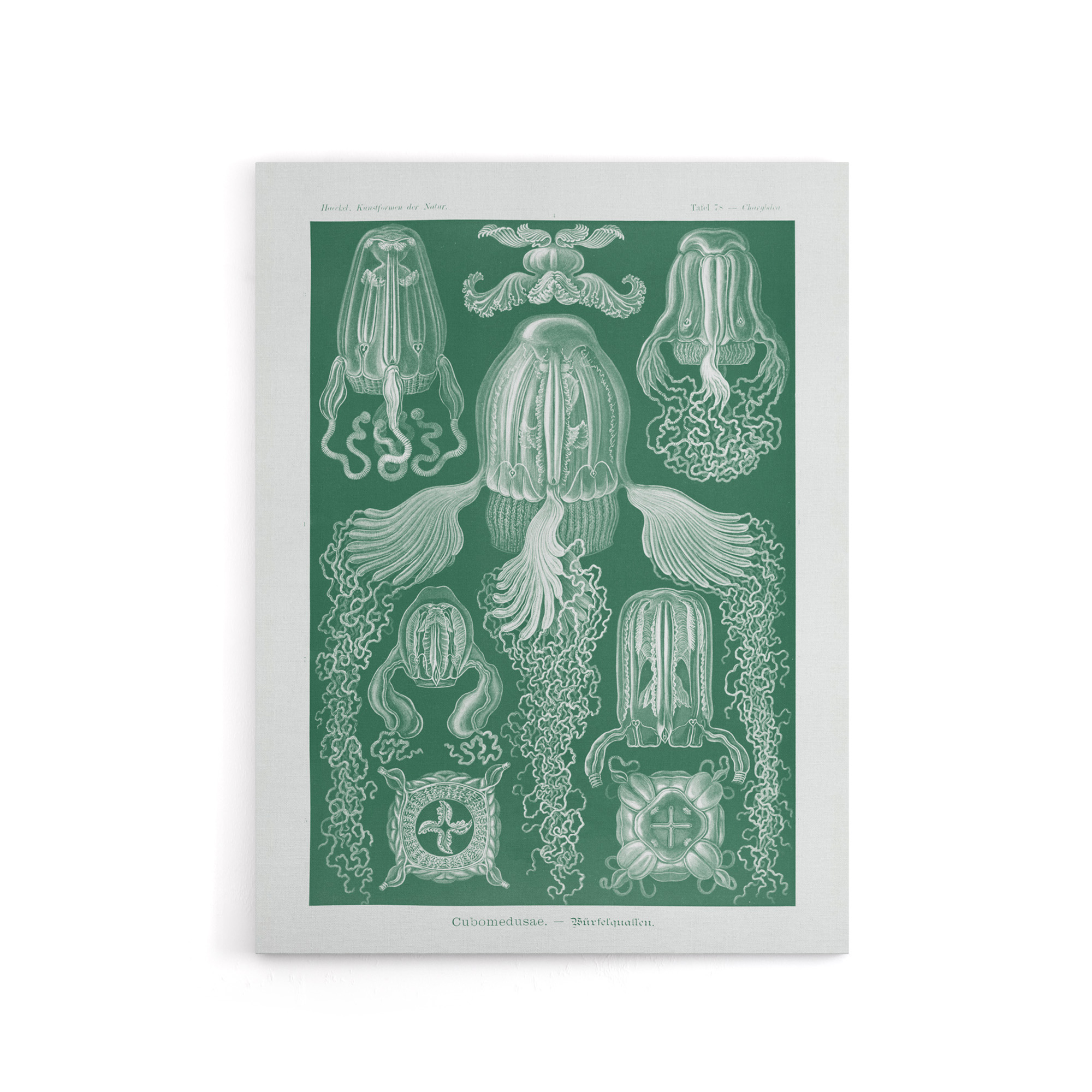 Cubomedusae Jellyfish Species Haeckel Botanical Canvas Wall Art