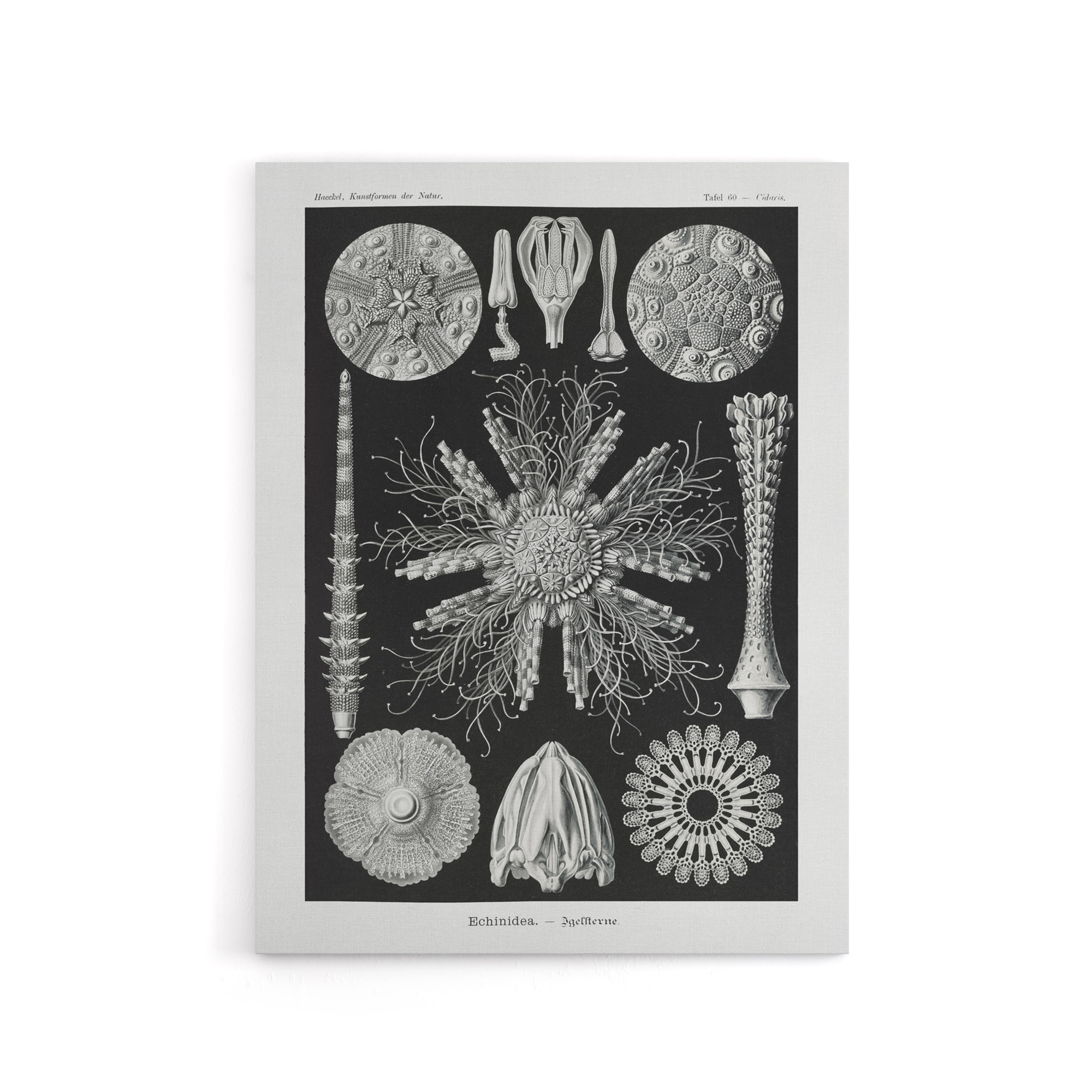 Sea Urchin Ocean Beach Haeckel Botanical Canvas Wall Art