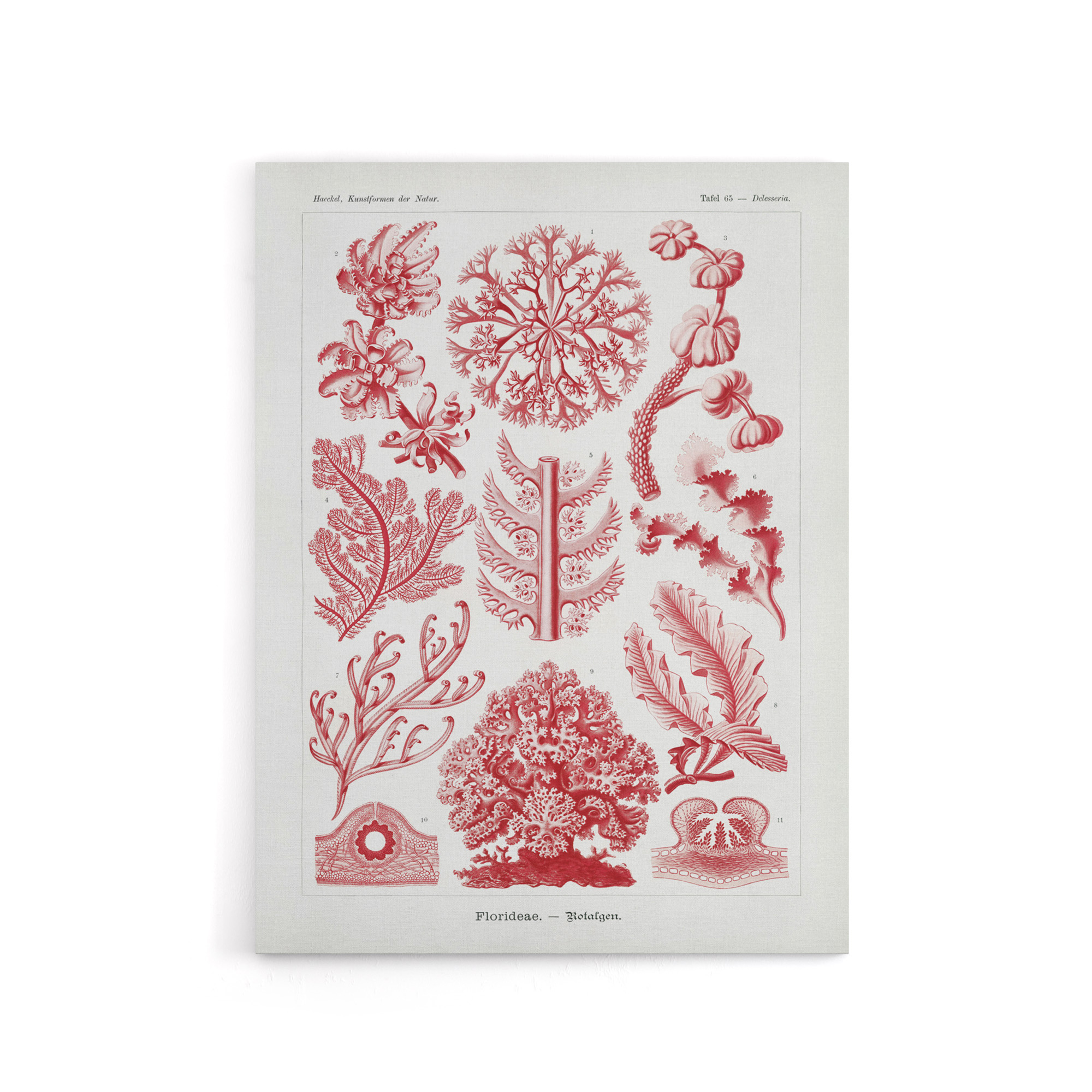 Florideophyceae Red Algae Haeckel Botanical Canvas Wall Art