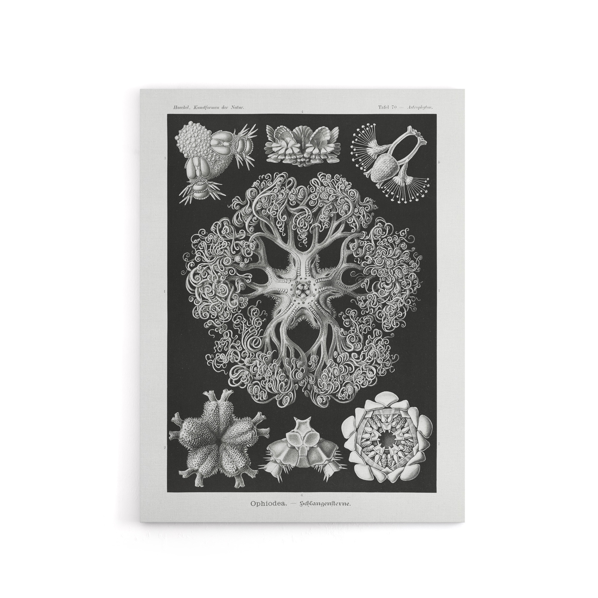 Ophiodea Brittle Stars Haeckel Botanical Canvas Wall Art