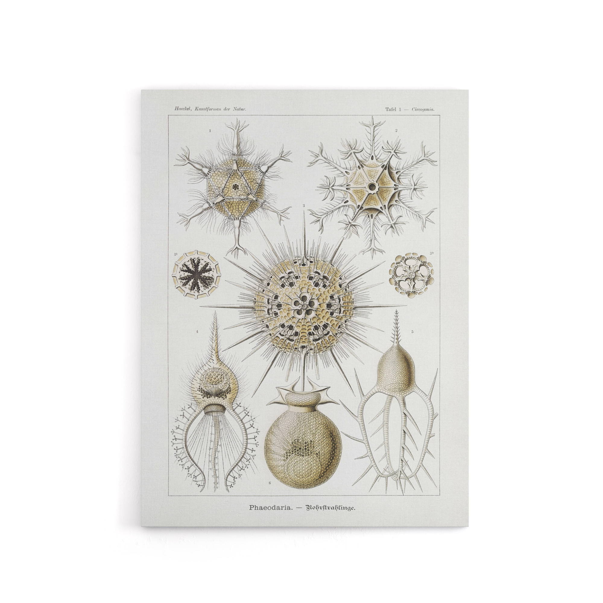 Phaeodaria Amoeba Vintage Haeckel Botanical Canvas Wall Art