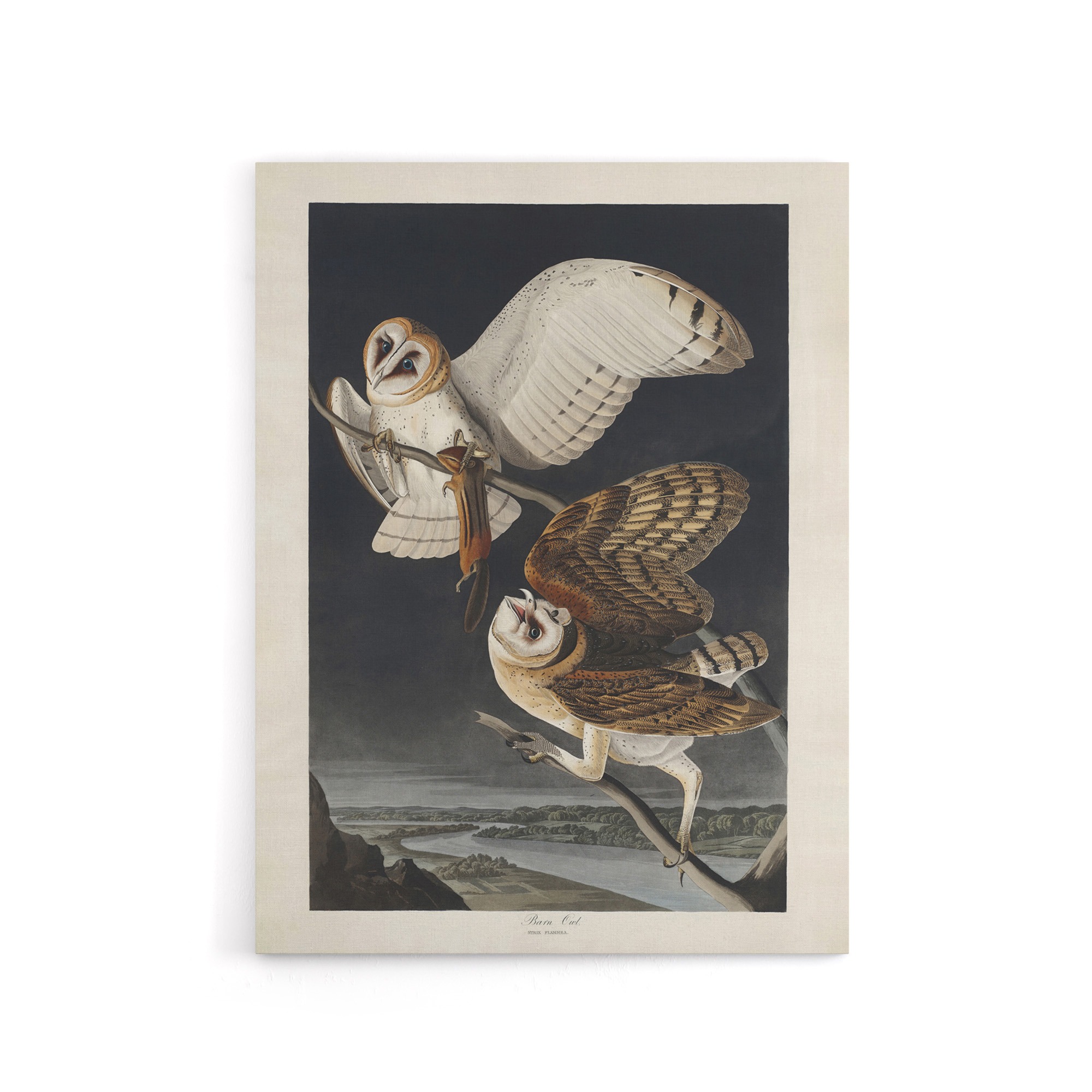 Birds of America Barn Owl Audubon Nature Canvas Wall Art Print