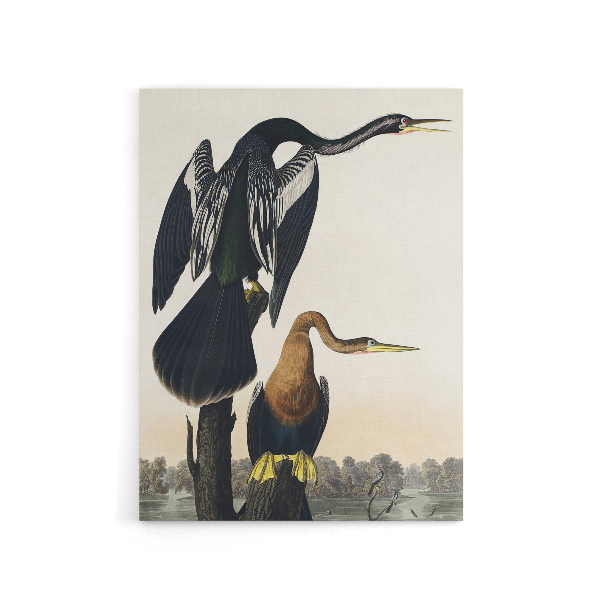 Black Bellied Darter Bird Audubon Nature Canvas Wall Art Print