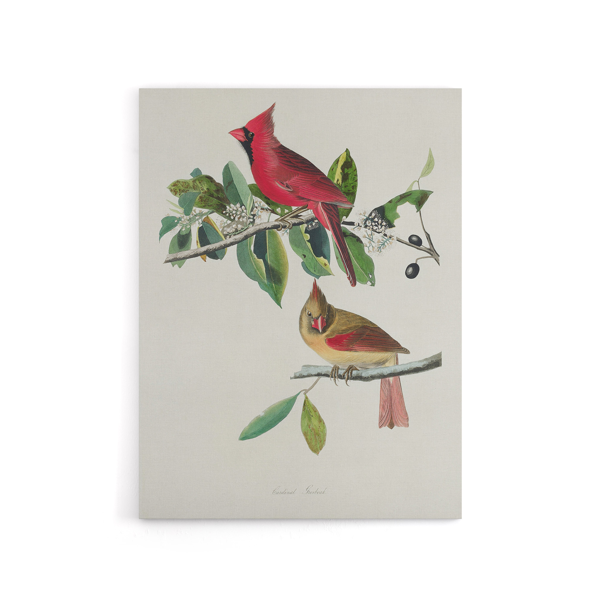 Cardinal Grosbeak Bird Audubon Nature Canvas Wall Art Print