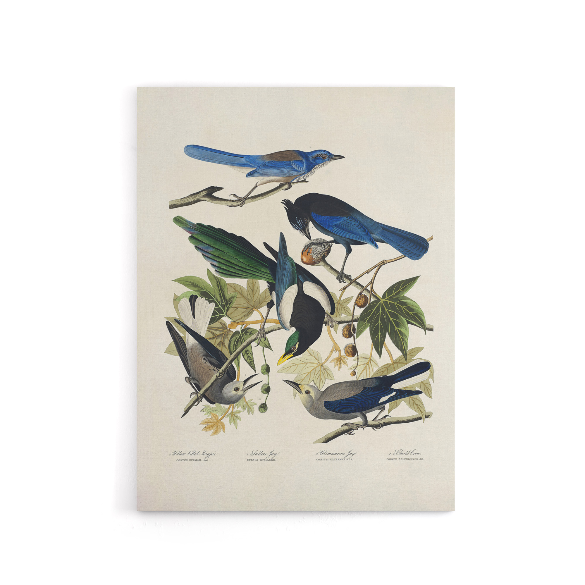 Magpie Clarks Crow and Jays Audubon Nature Canvas Wall Art Print